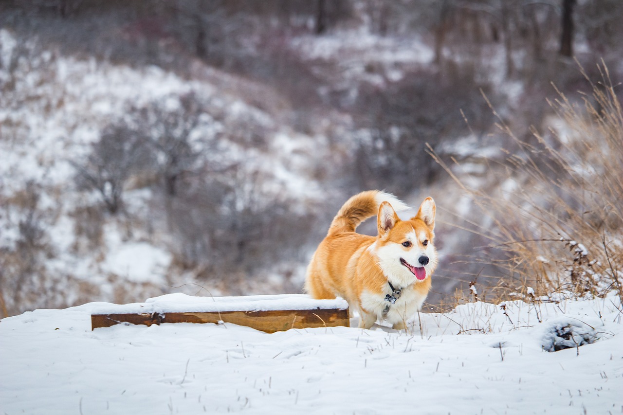 corgi-snow