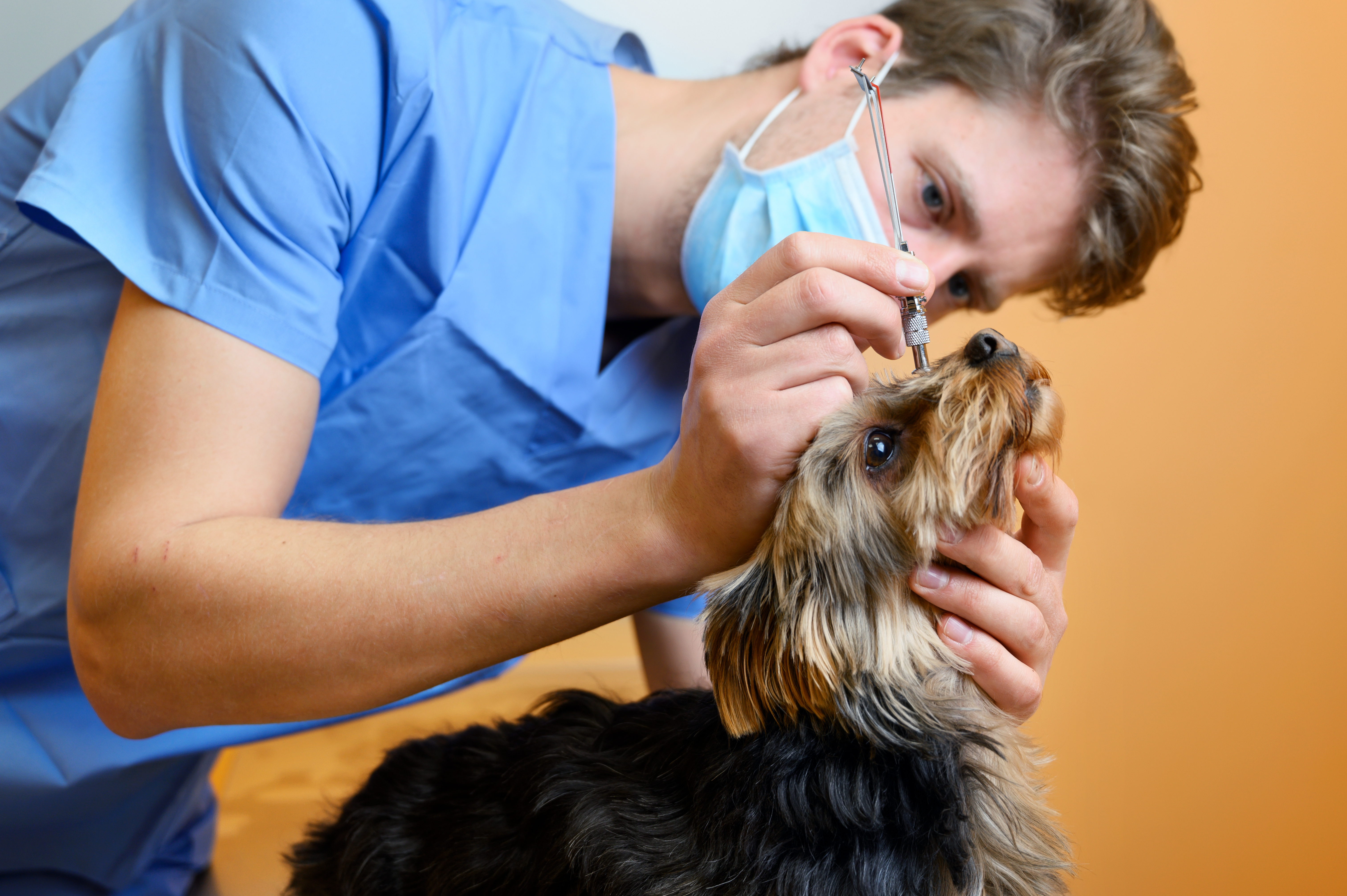 Glaucoma in Dogs