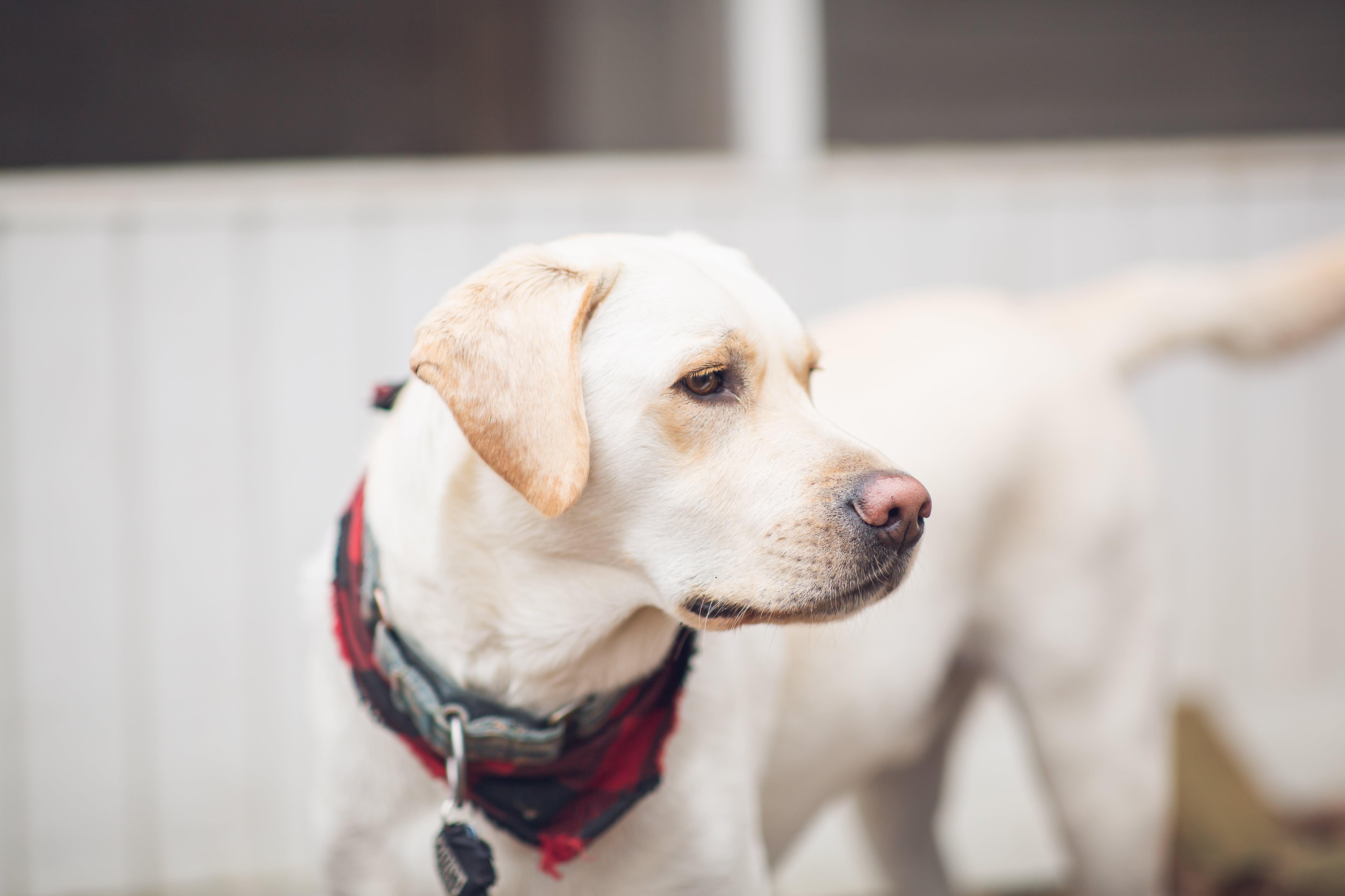 labrador-retriever