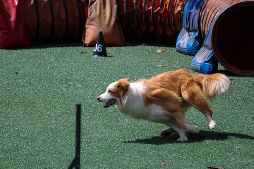 dog-running-field