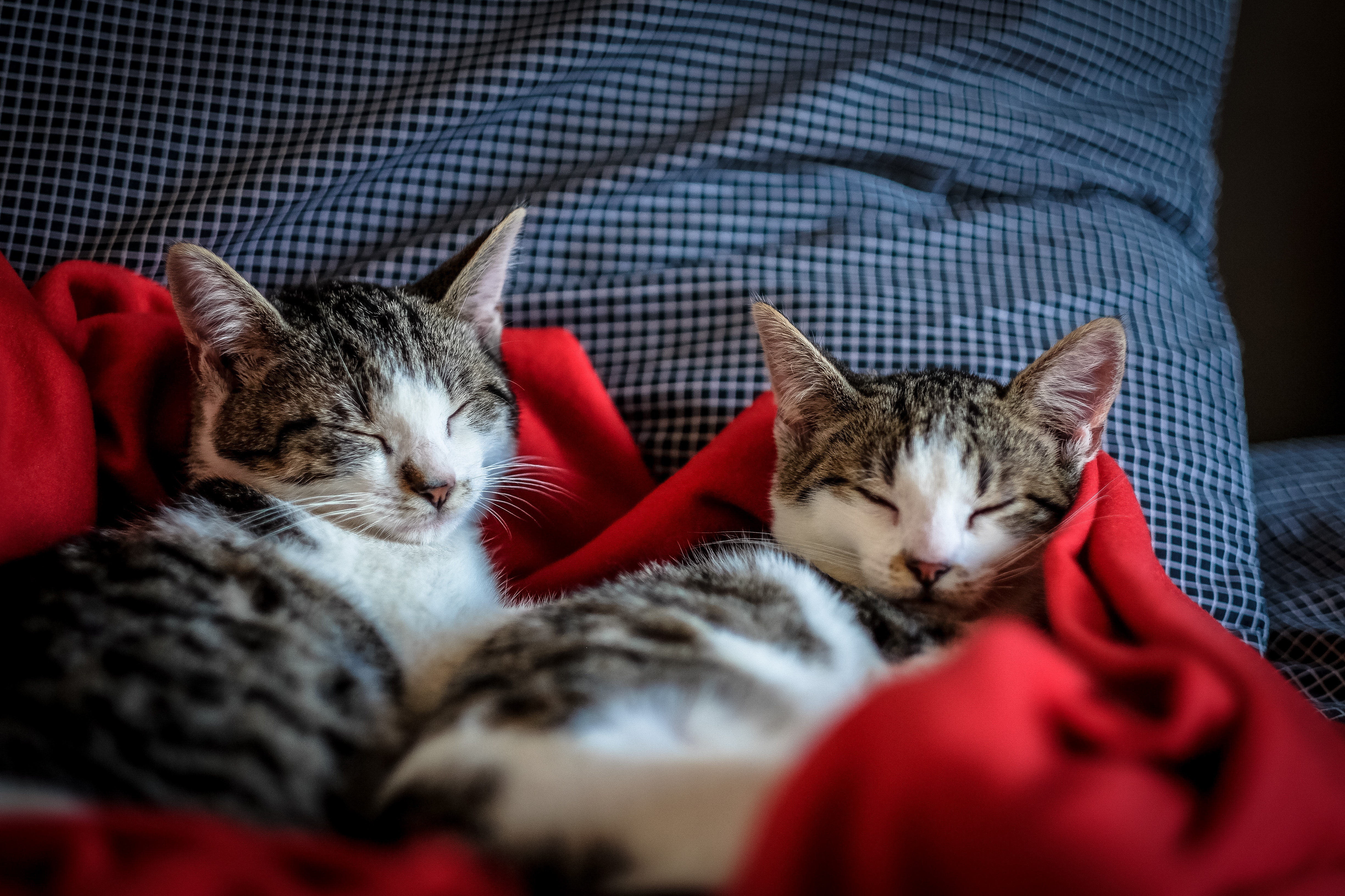 cats-cuddling