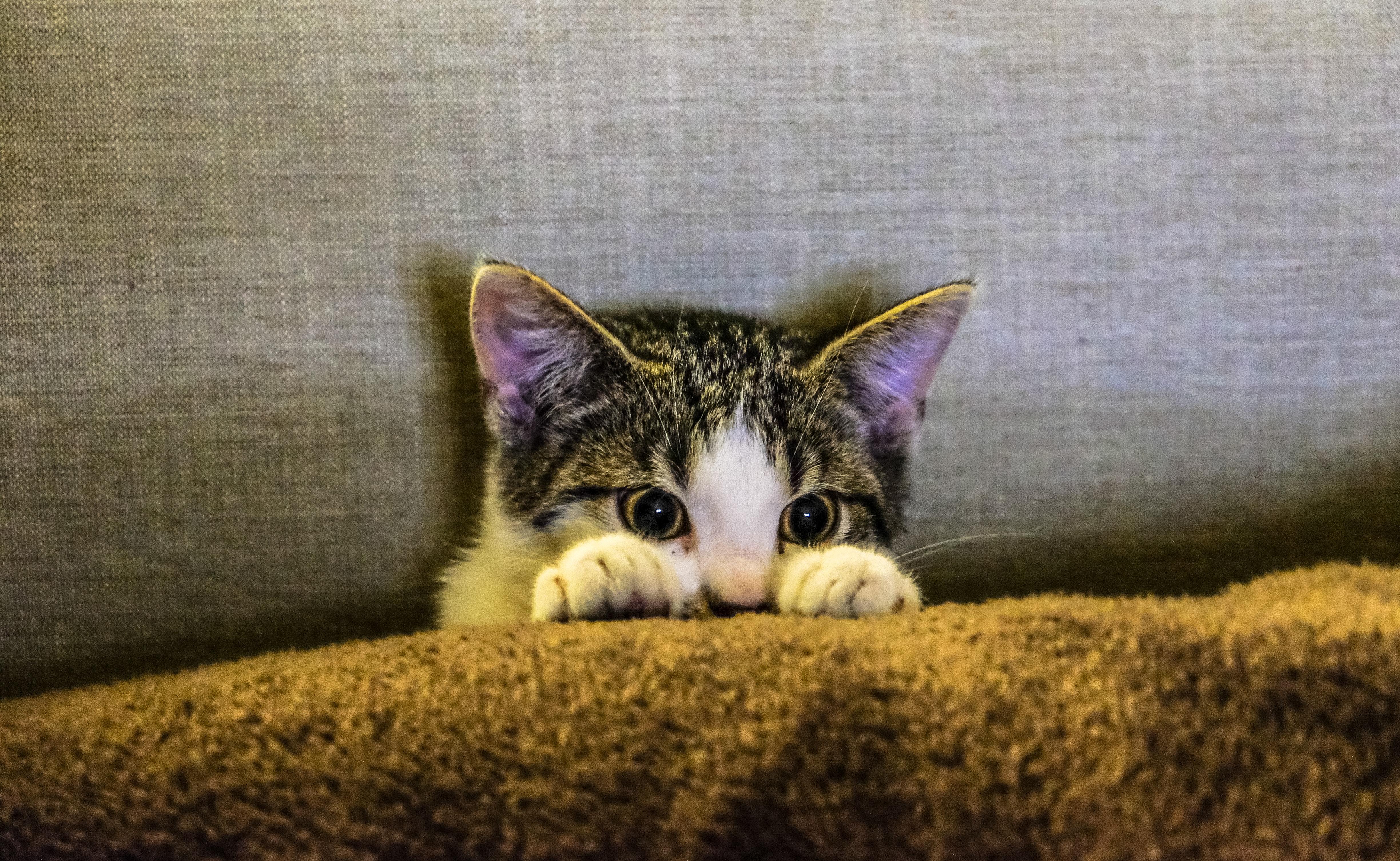 kitten-blanket
