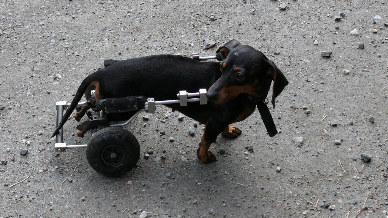 dog-wheelchair