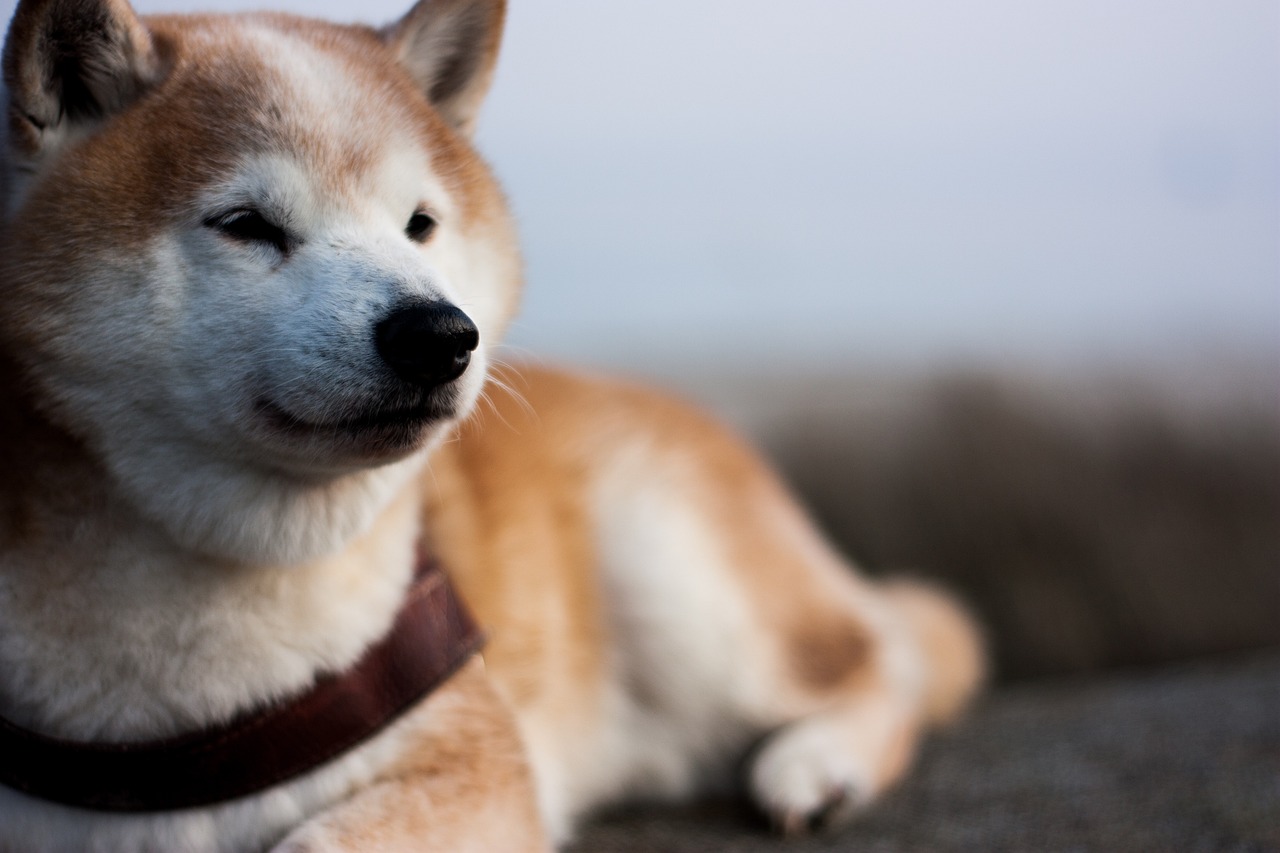 Pet Insurance For Shiba Inus