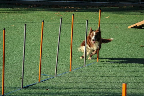 dog-running
