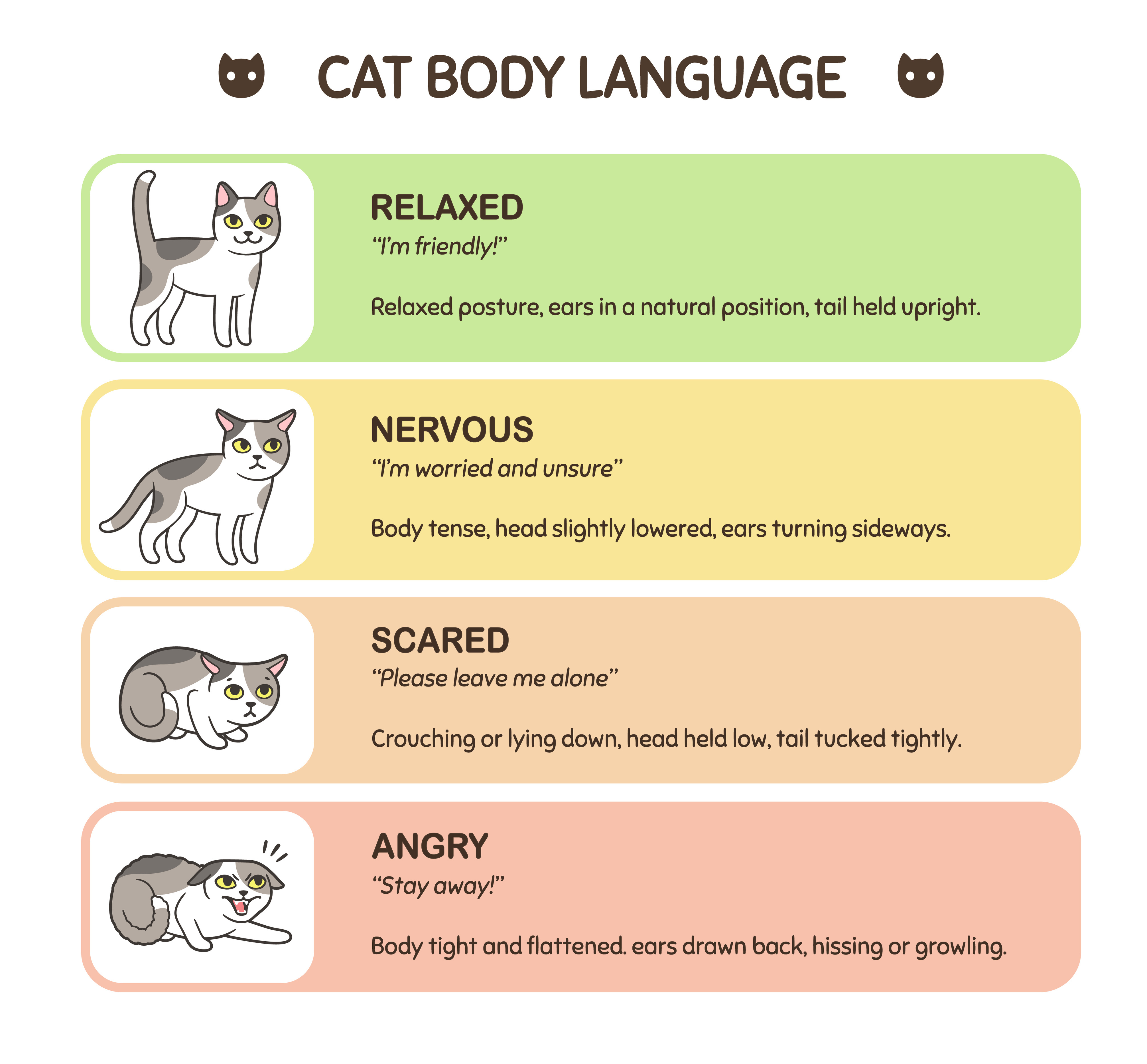 cat-body-language