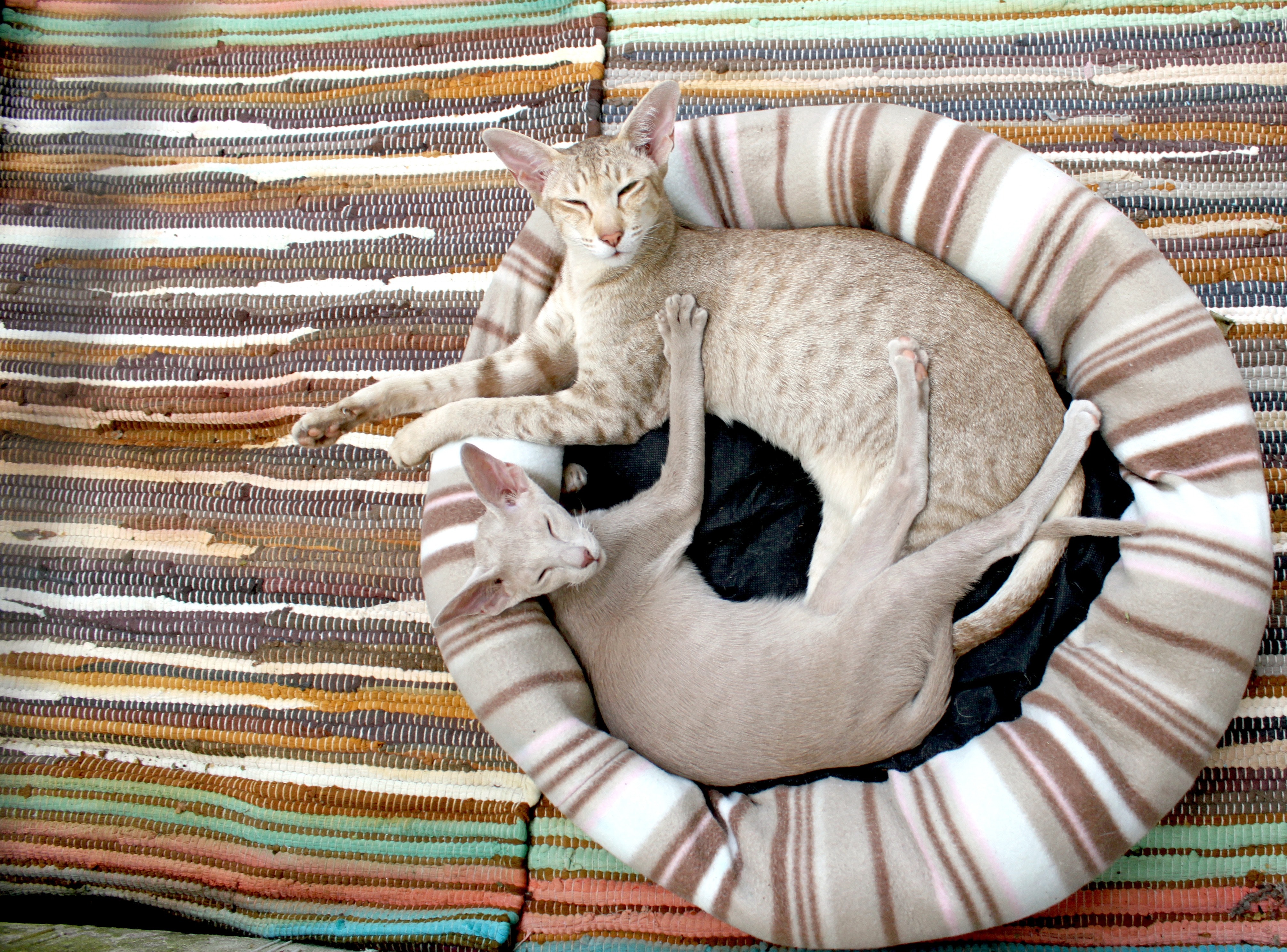 Most Common Health Conditions For Oriental Shorthair Cats