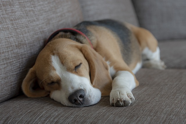 Pet Insurance for Beagles