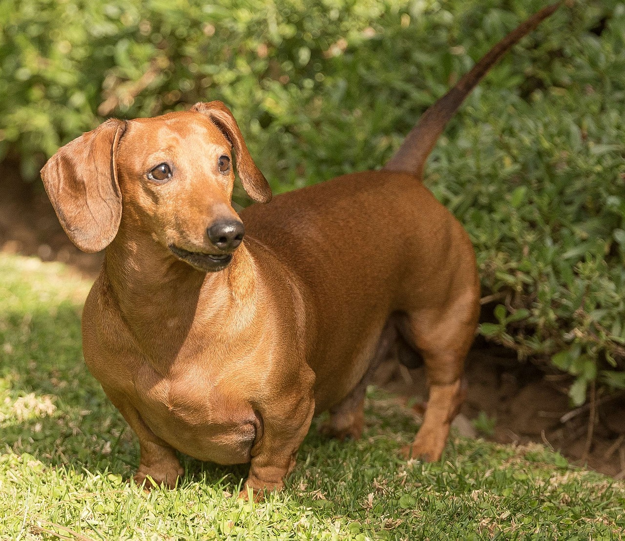 dachshund-grass