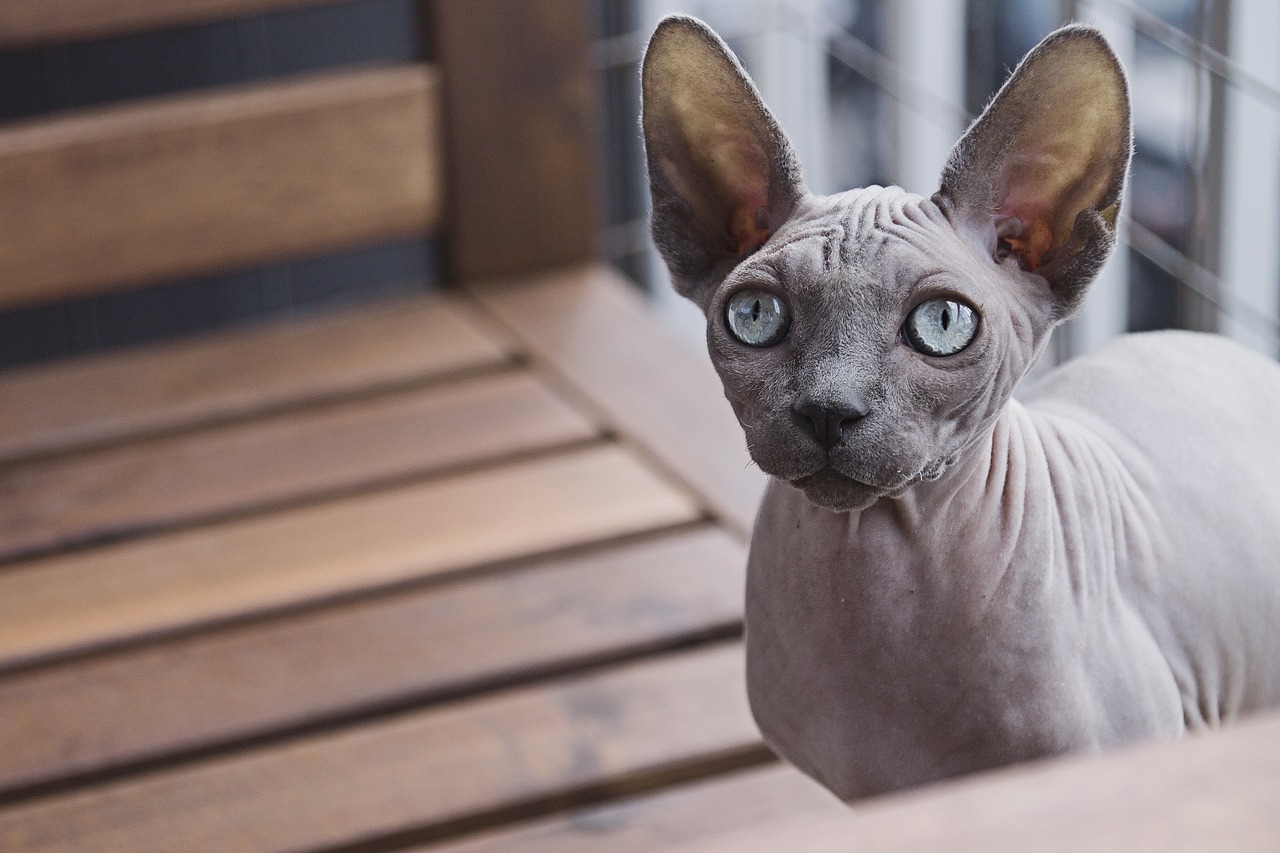 Most Common Health Conditions For Sphynx Cats