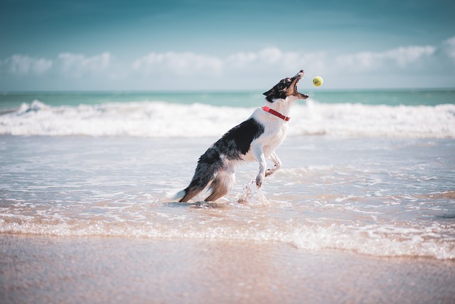 border-collie-beach