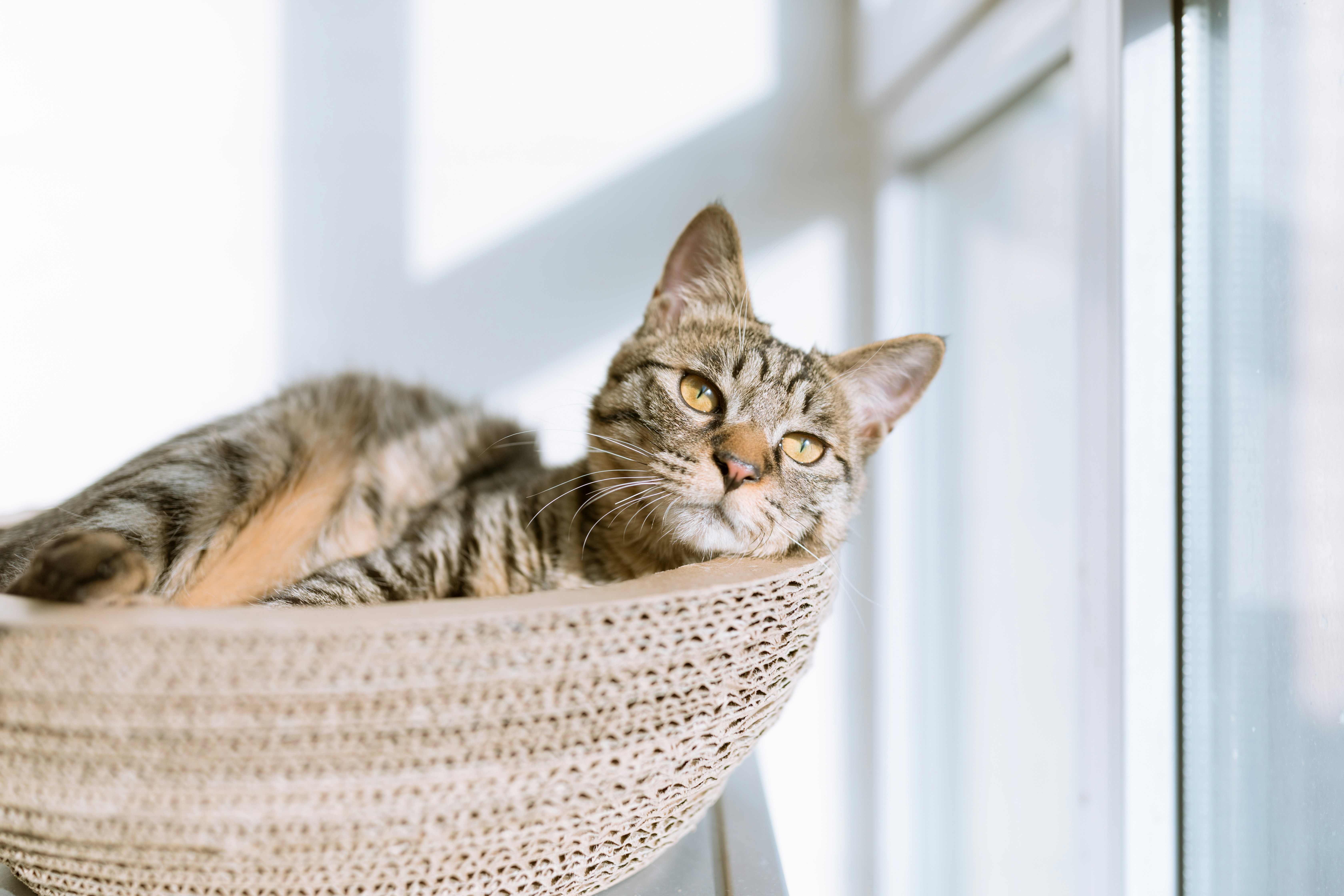 Healthcare Basics for Cat Owners: Preventive Care and Veterinary Visits