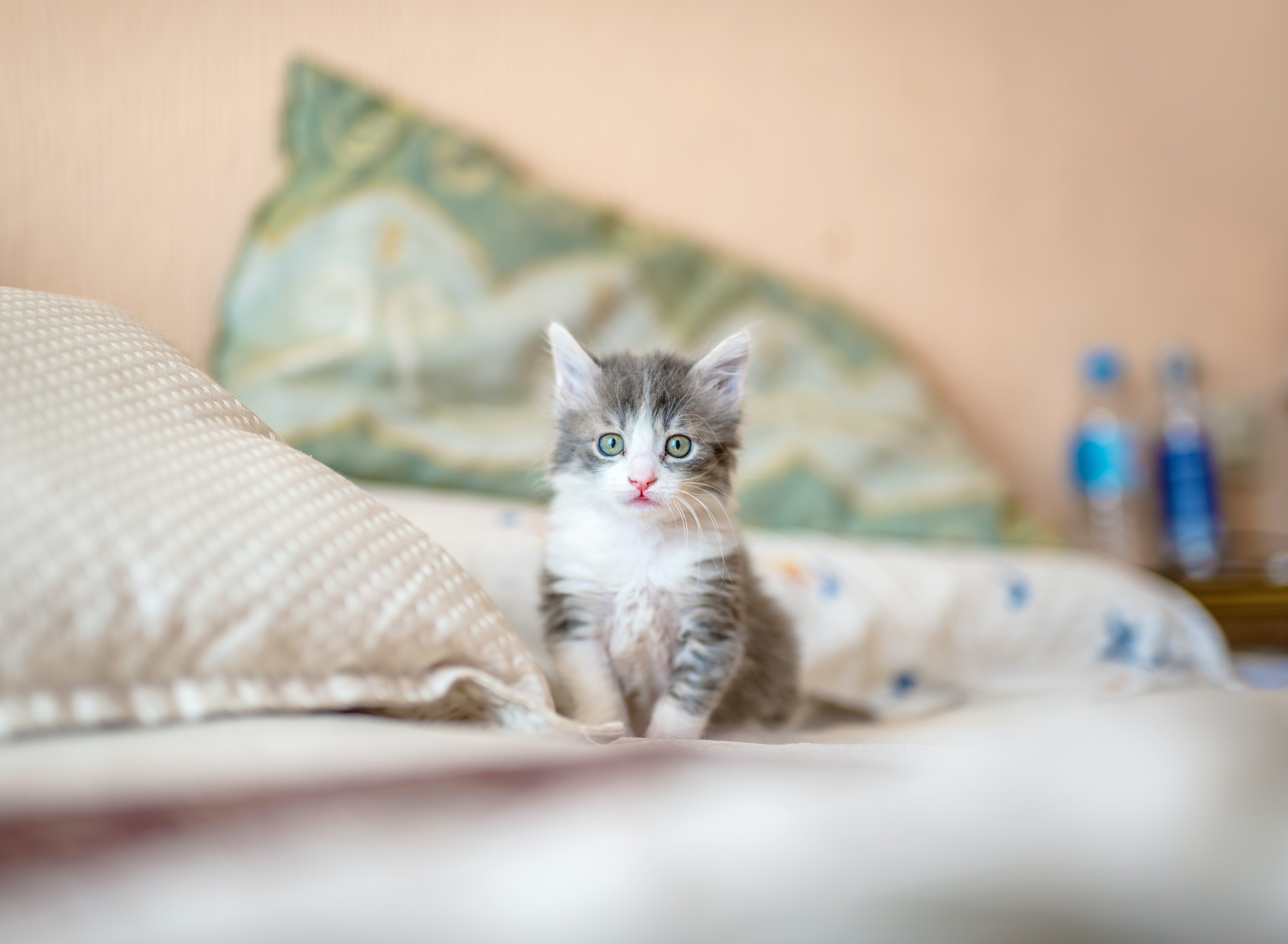 cat-on-bed