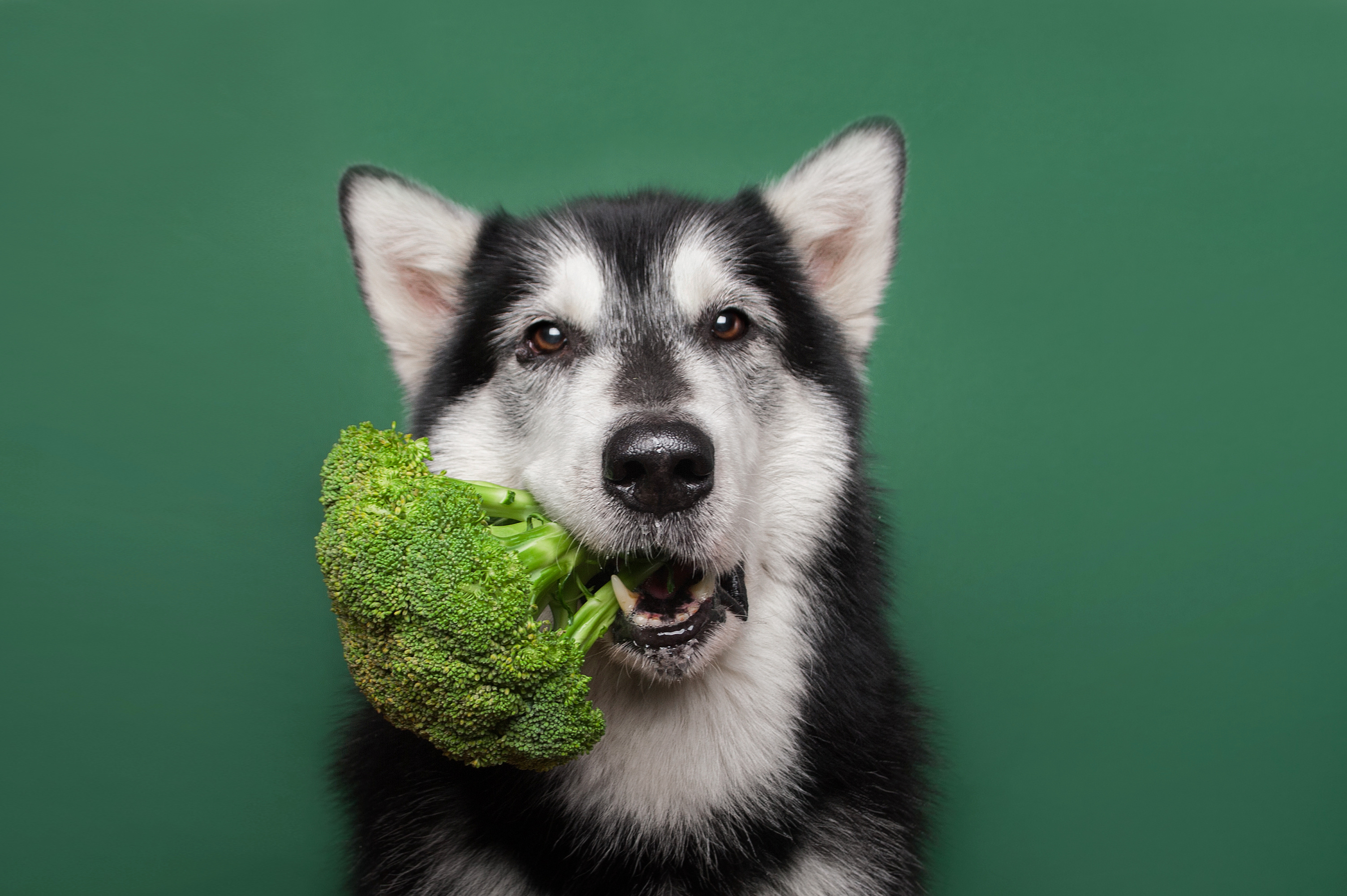 dog-broccoli