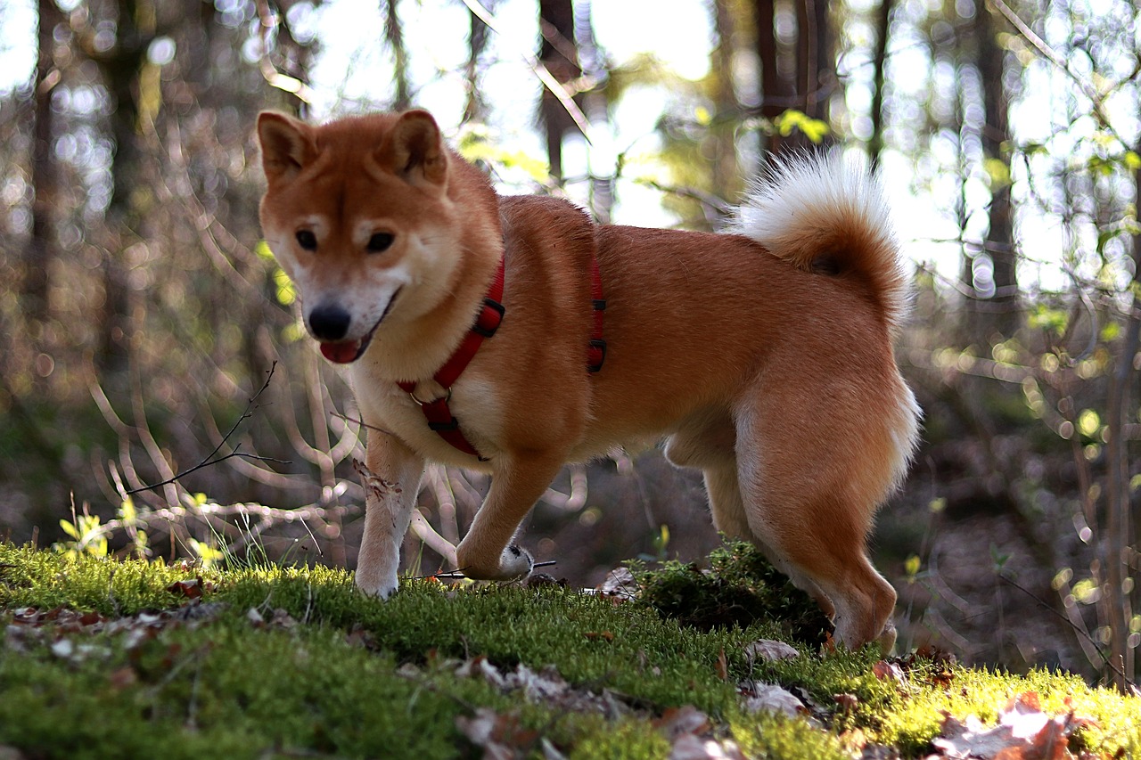 shiba-inu