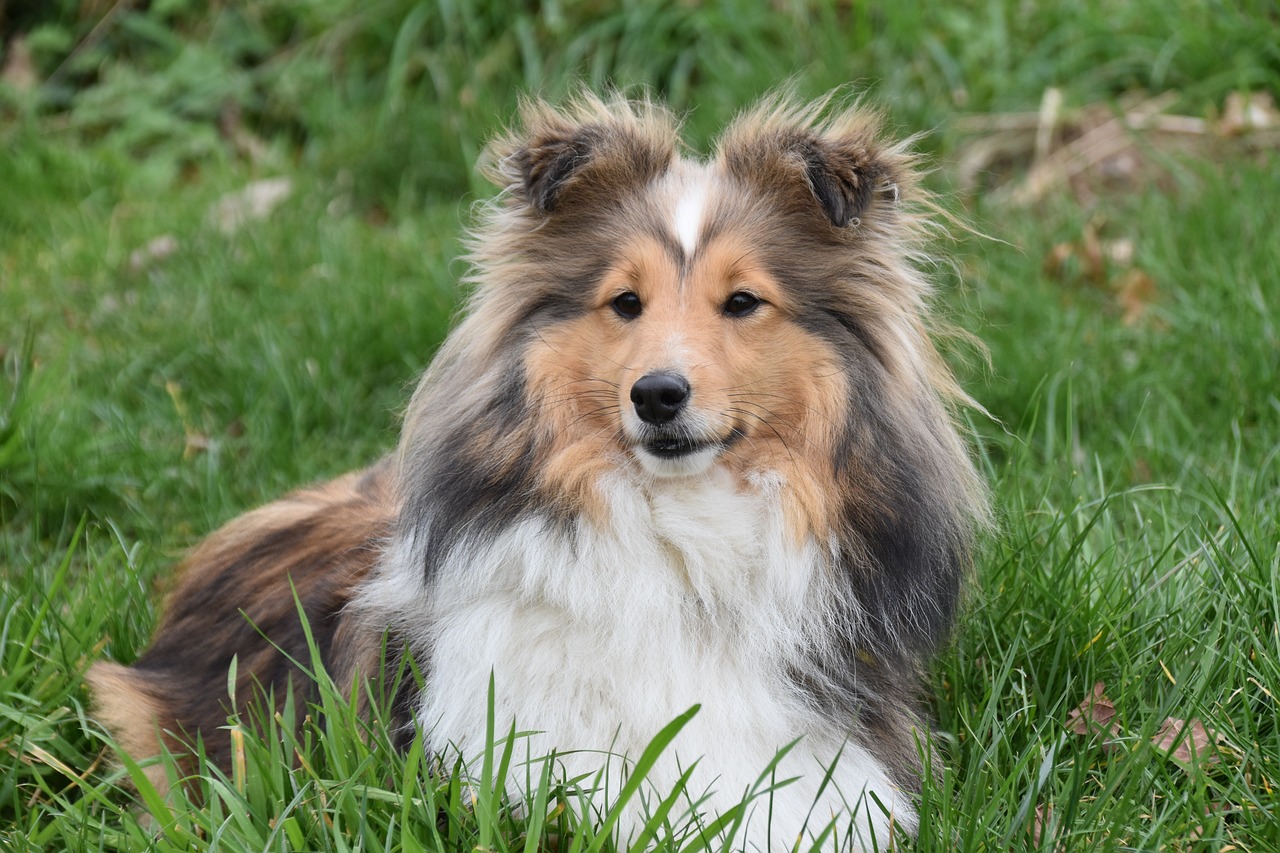 Breed-Specific Conditions and Pet Insurance for Shelties
