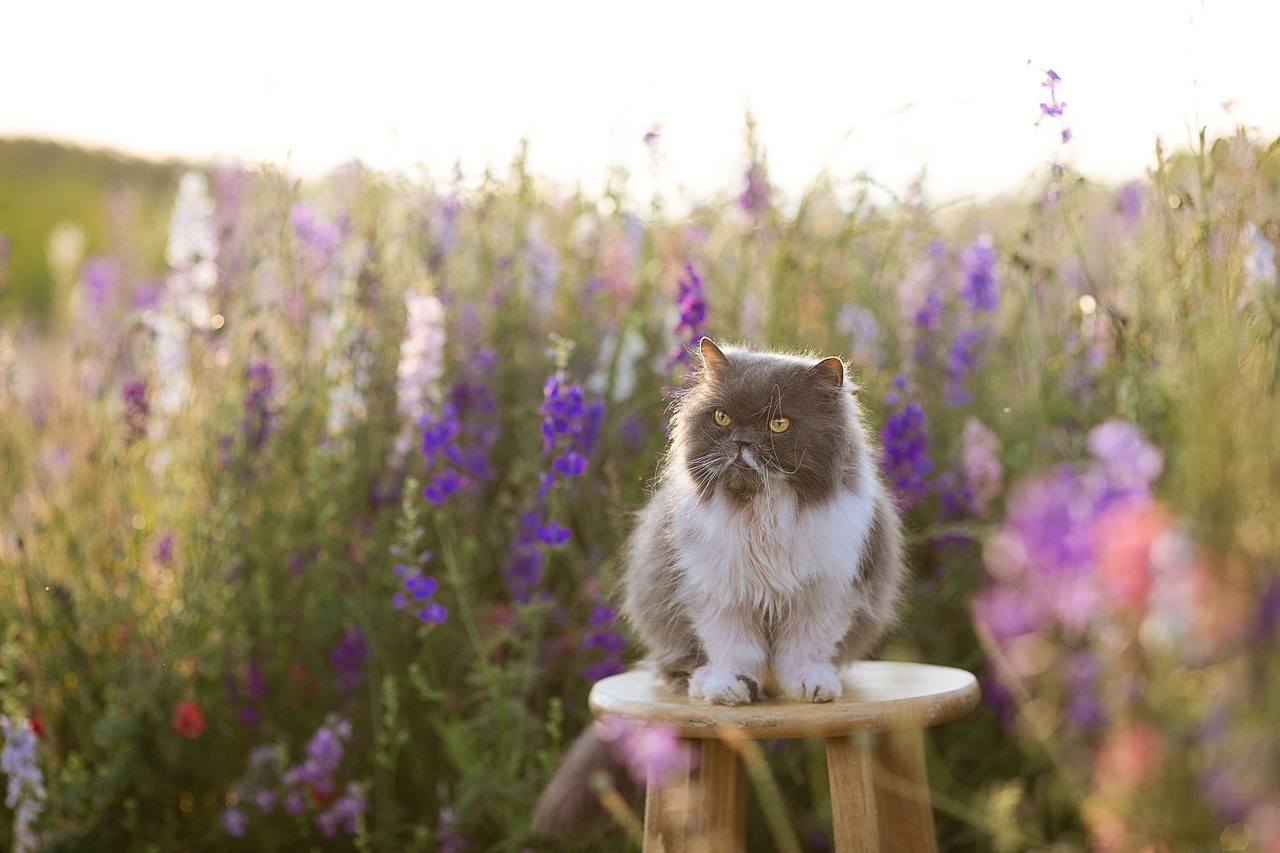 cat-outdoors