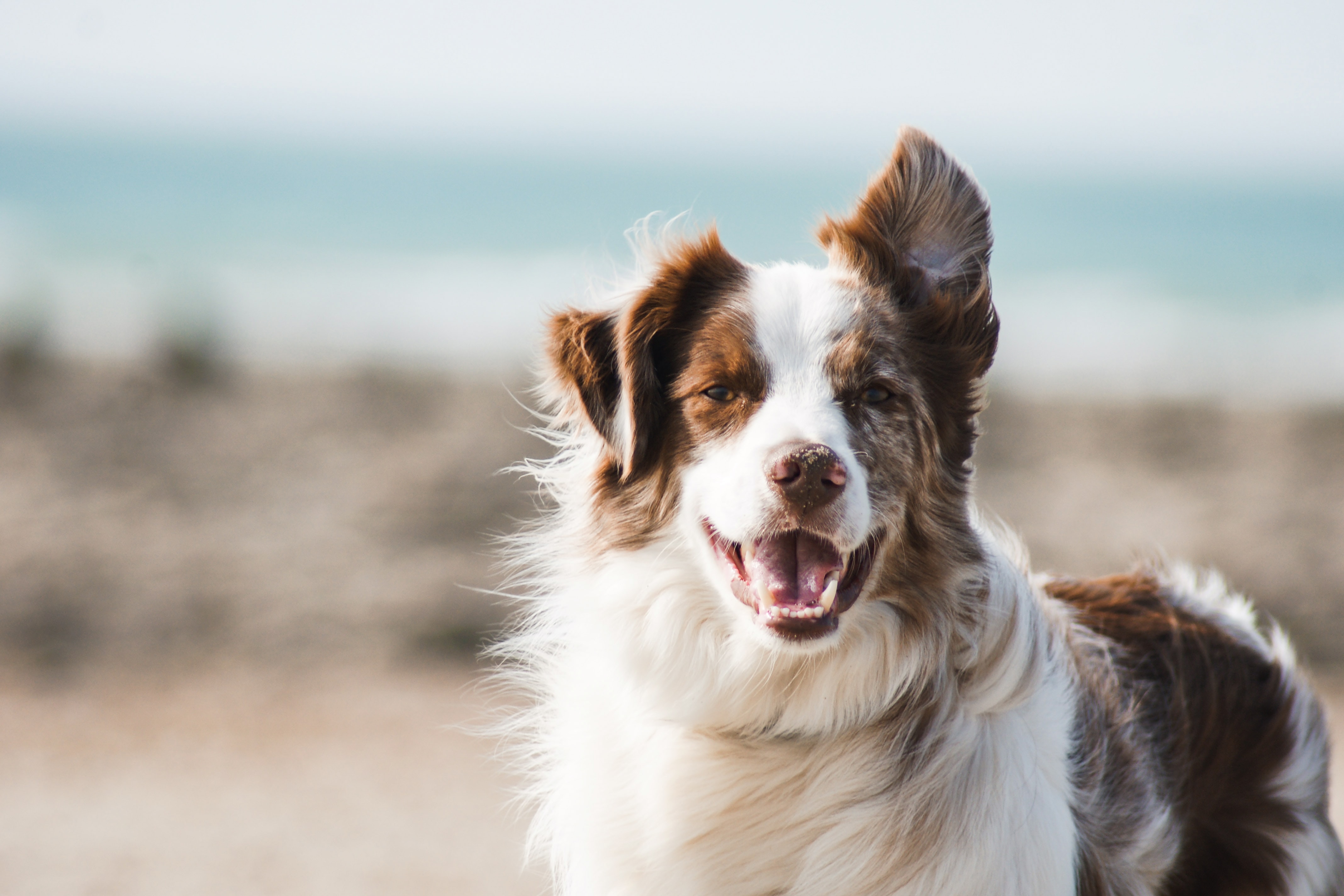 dog-at-beach