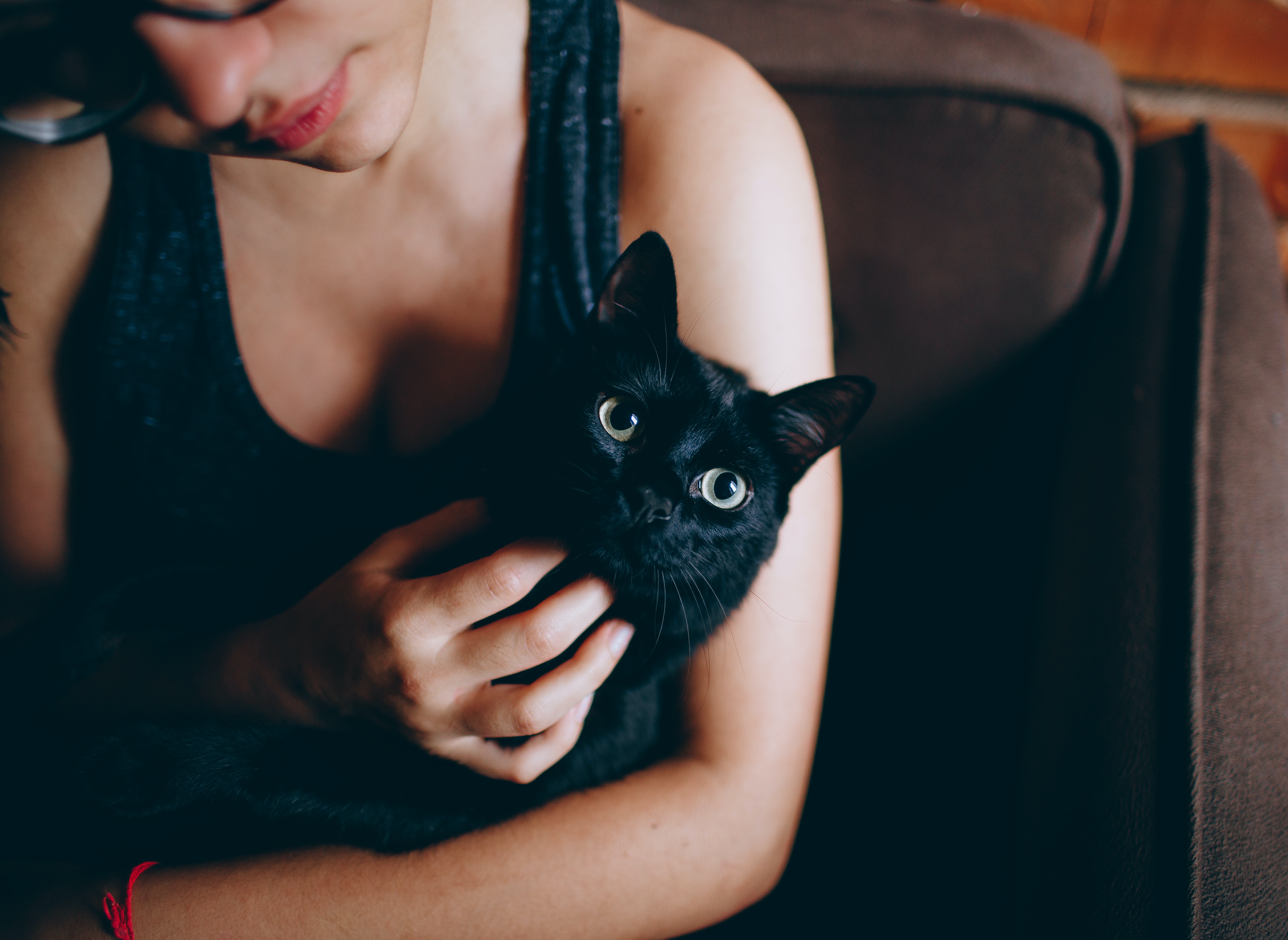 bombay-cat-cuddle