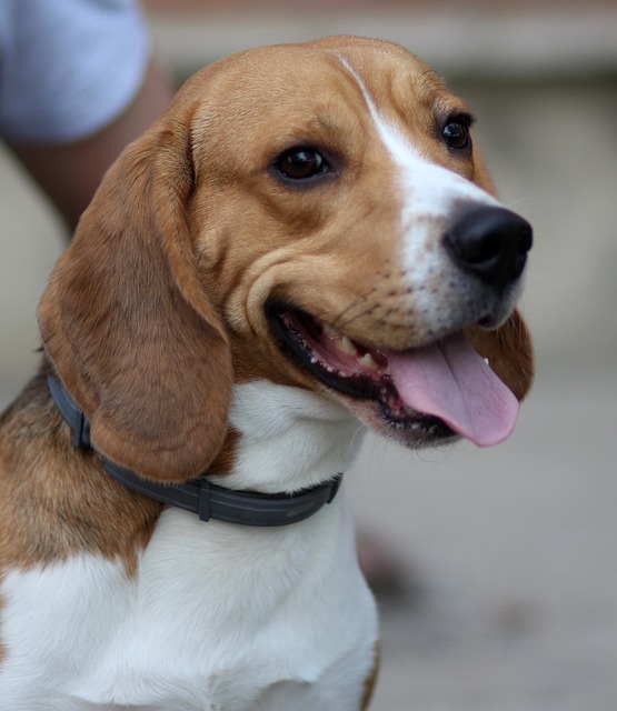 smiling-beagle