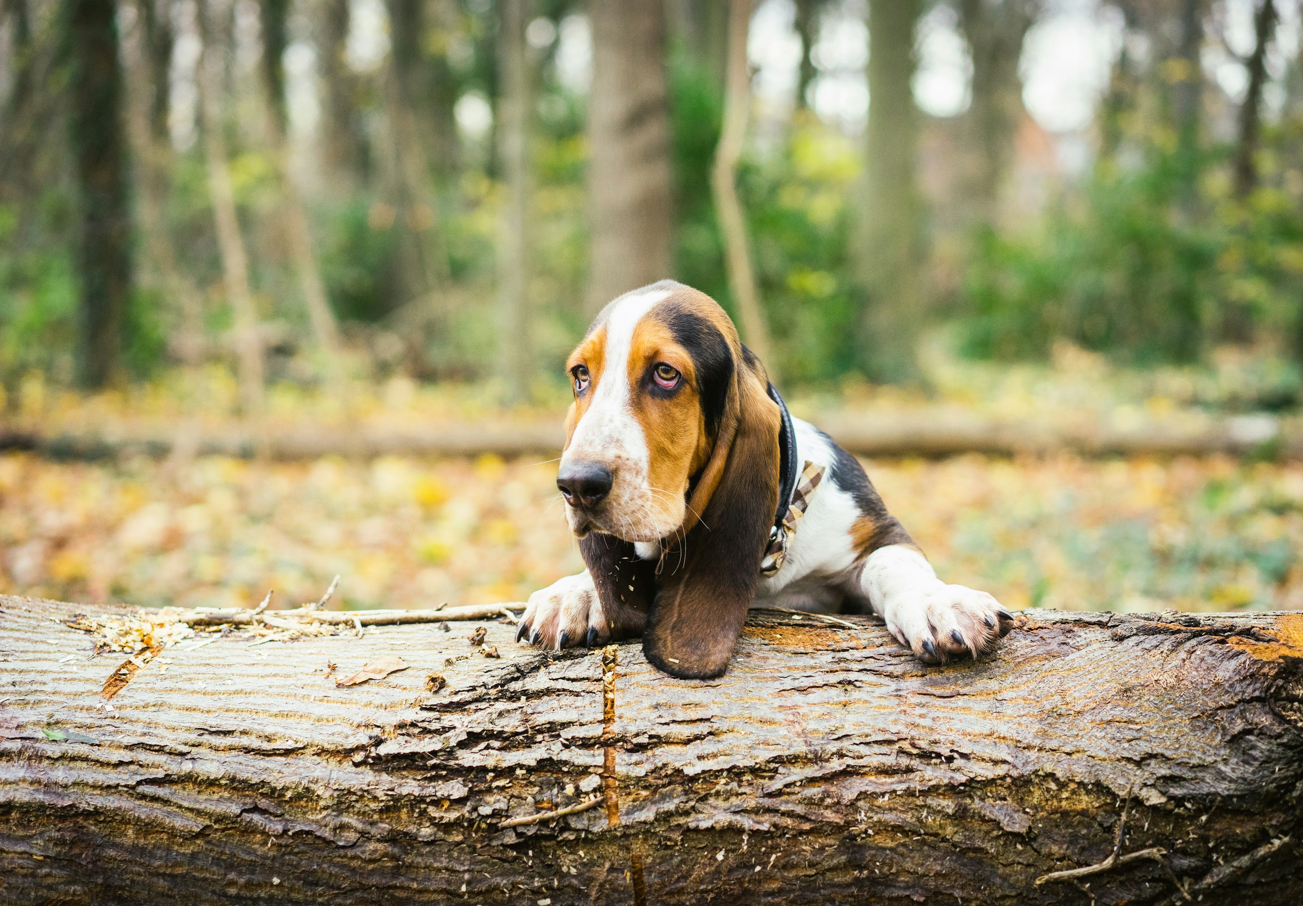 Breed-Specific Conditions and Pet Insurance for Basset Hounds
