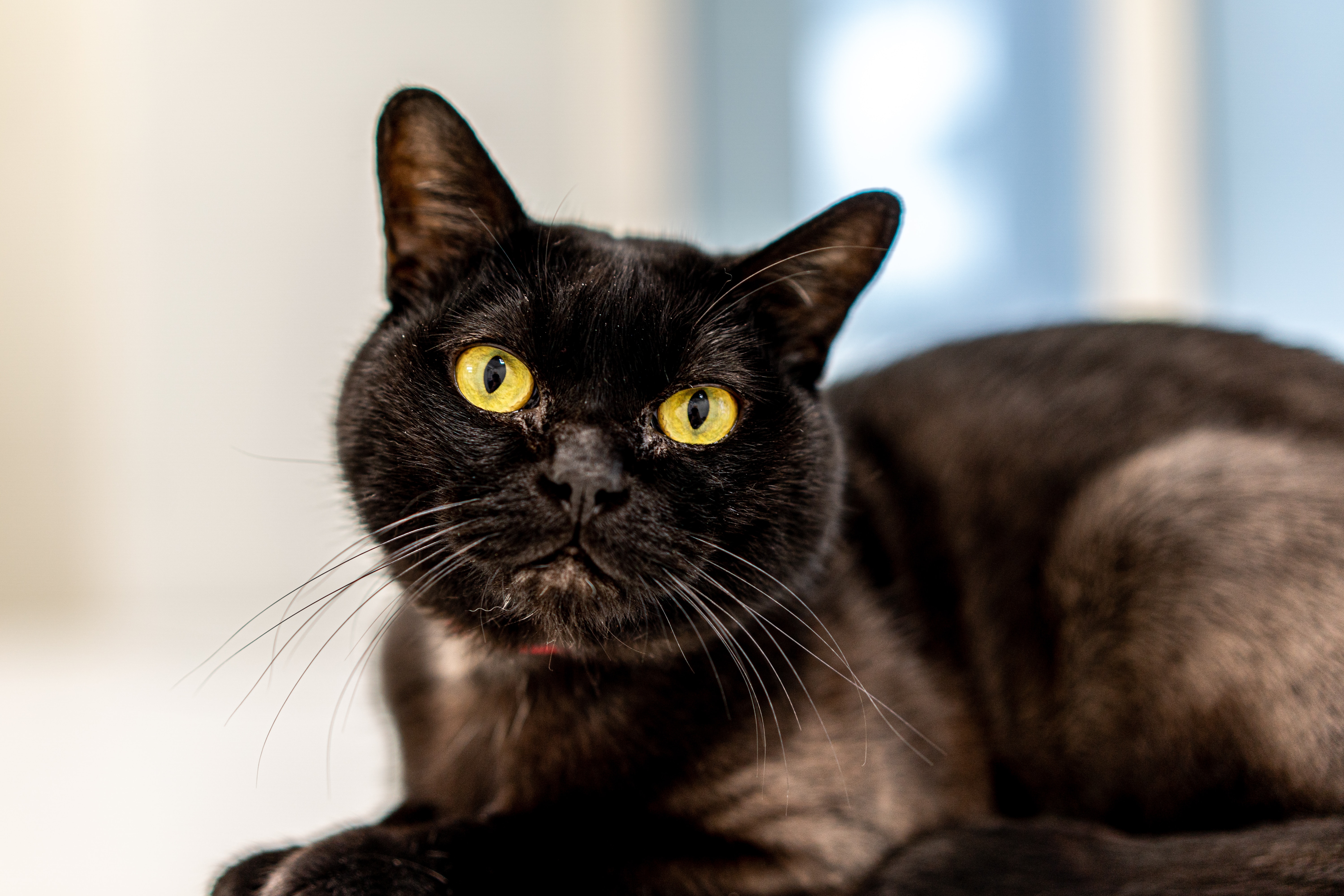 Most Common Health Conditions For Bombay Cats
