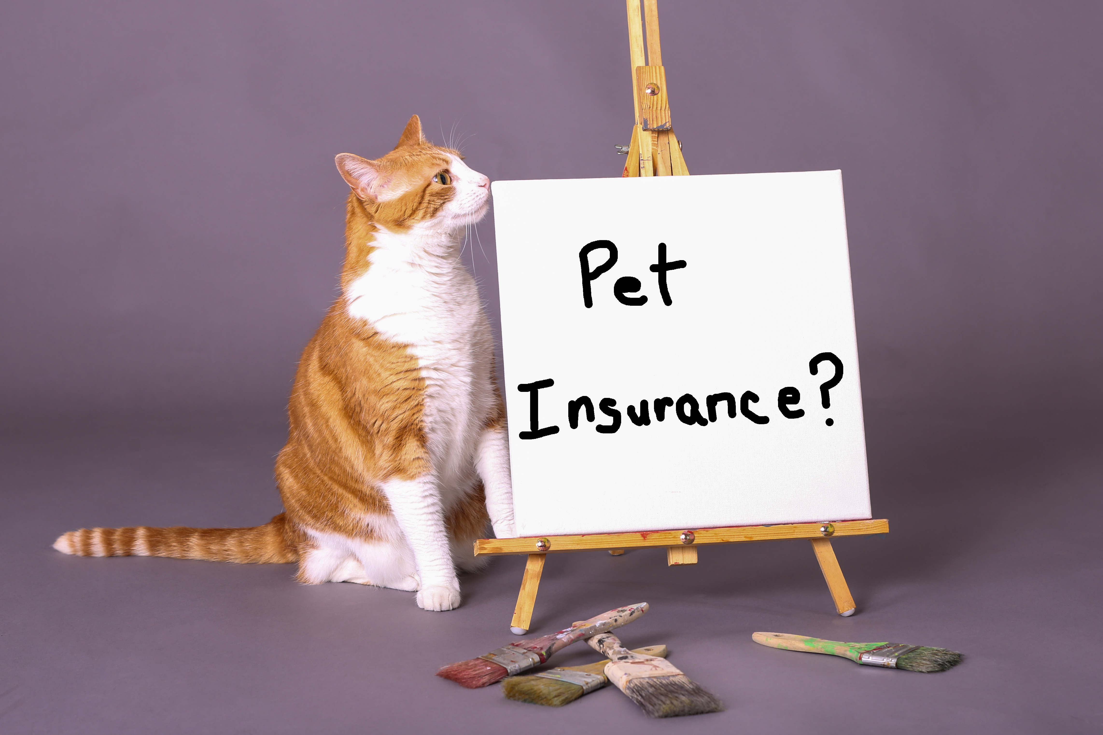 cat-pet-insurance