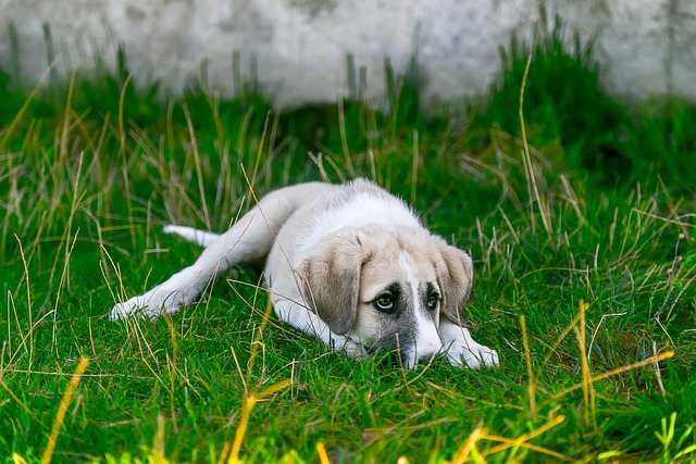 dog-grass