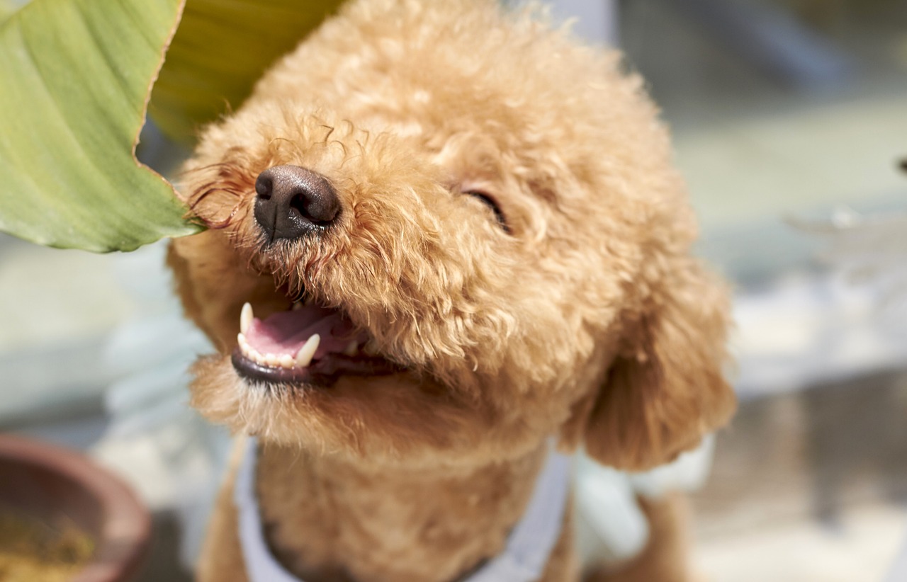 poodle-happy