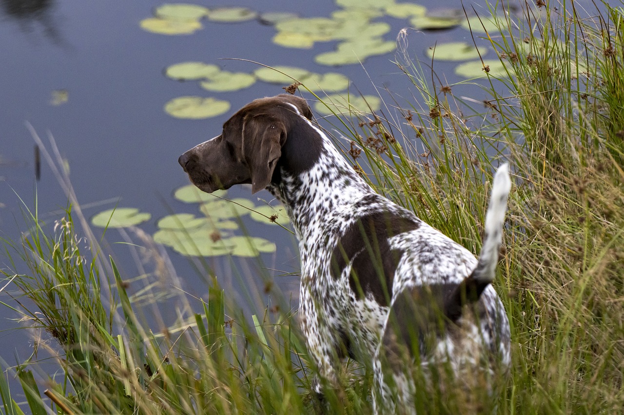 Pet Insurance for German Shorthaired Pointers