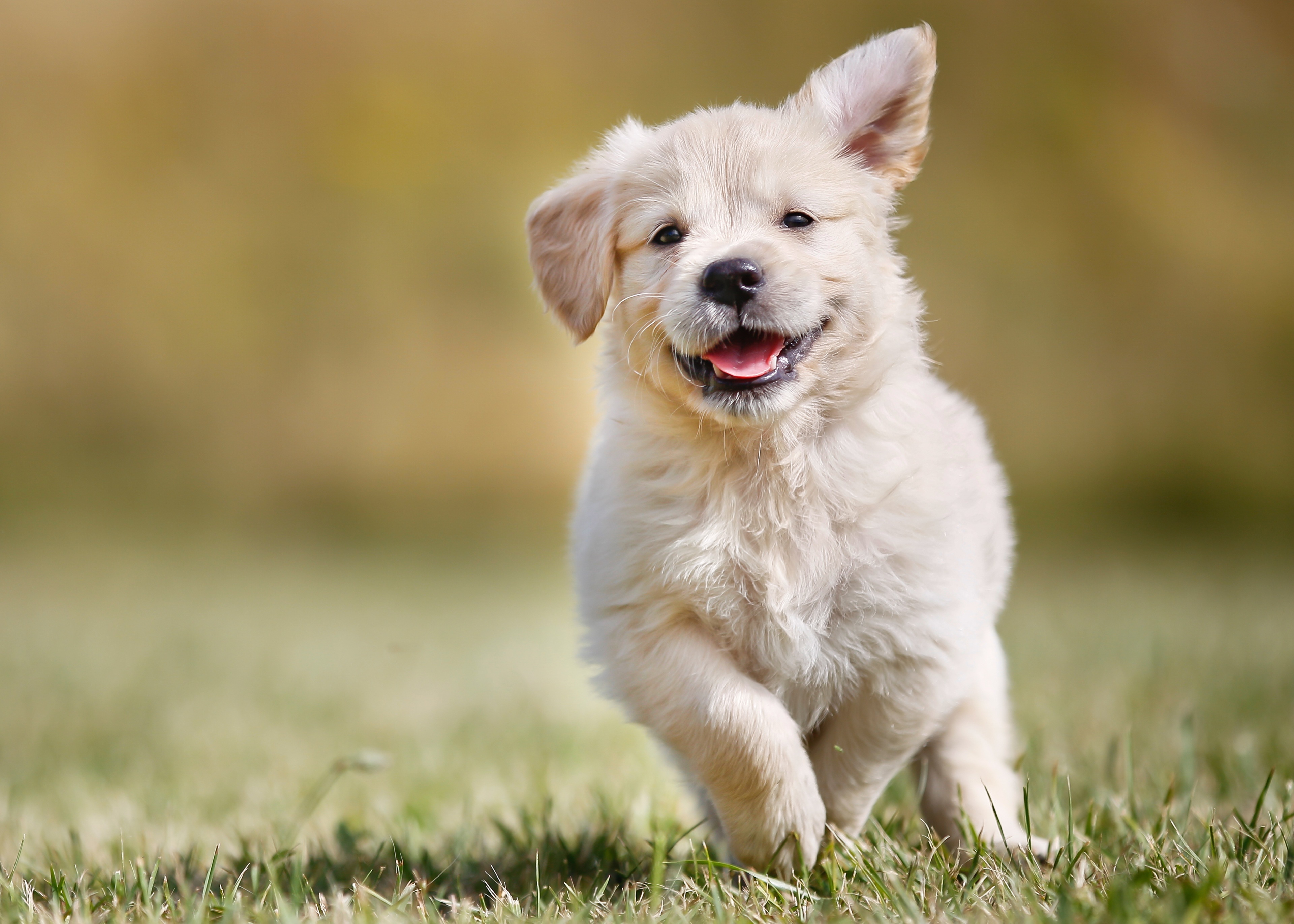 golden-retriever-puppy