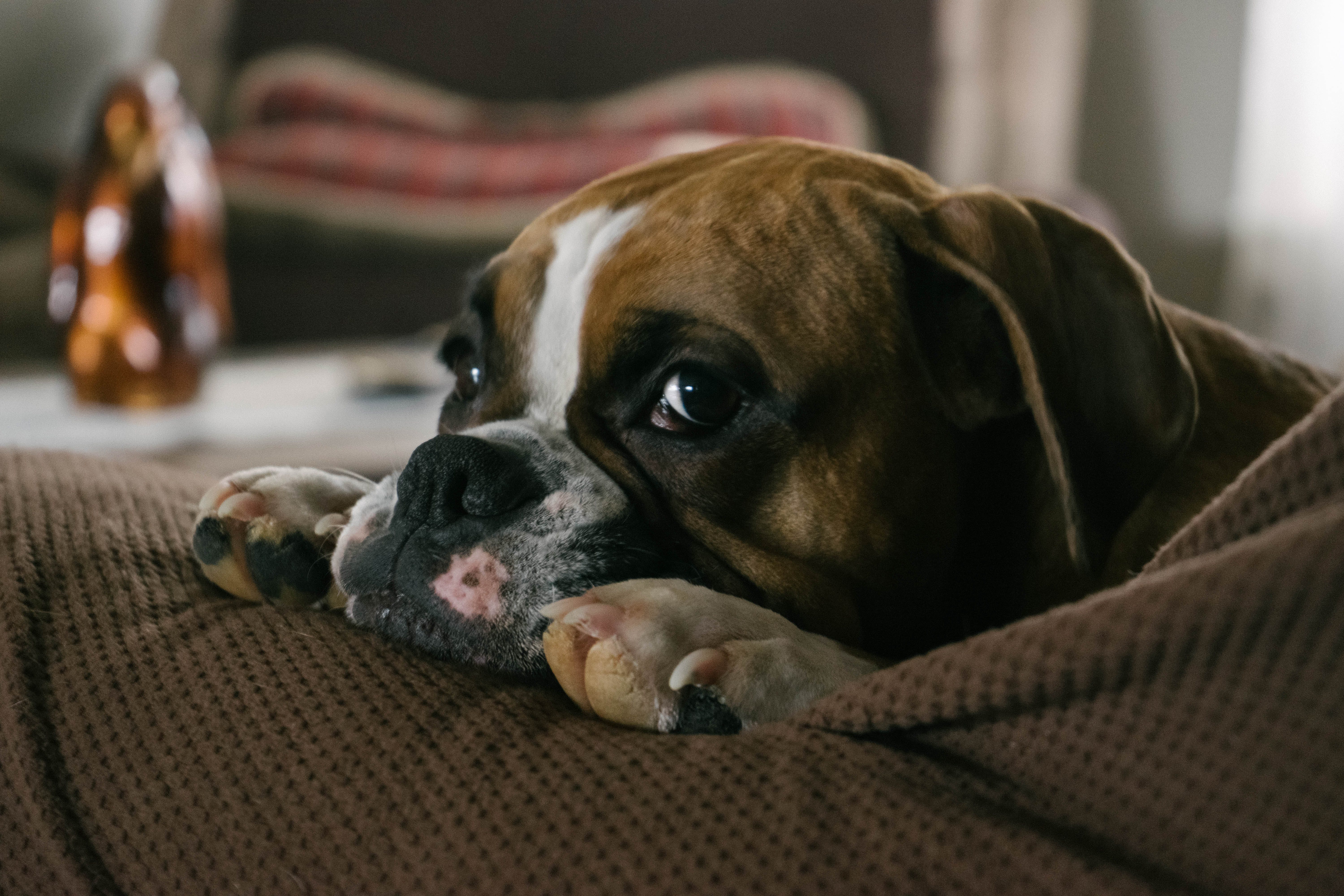 bulldog-couch