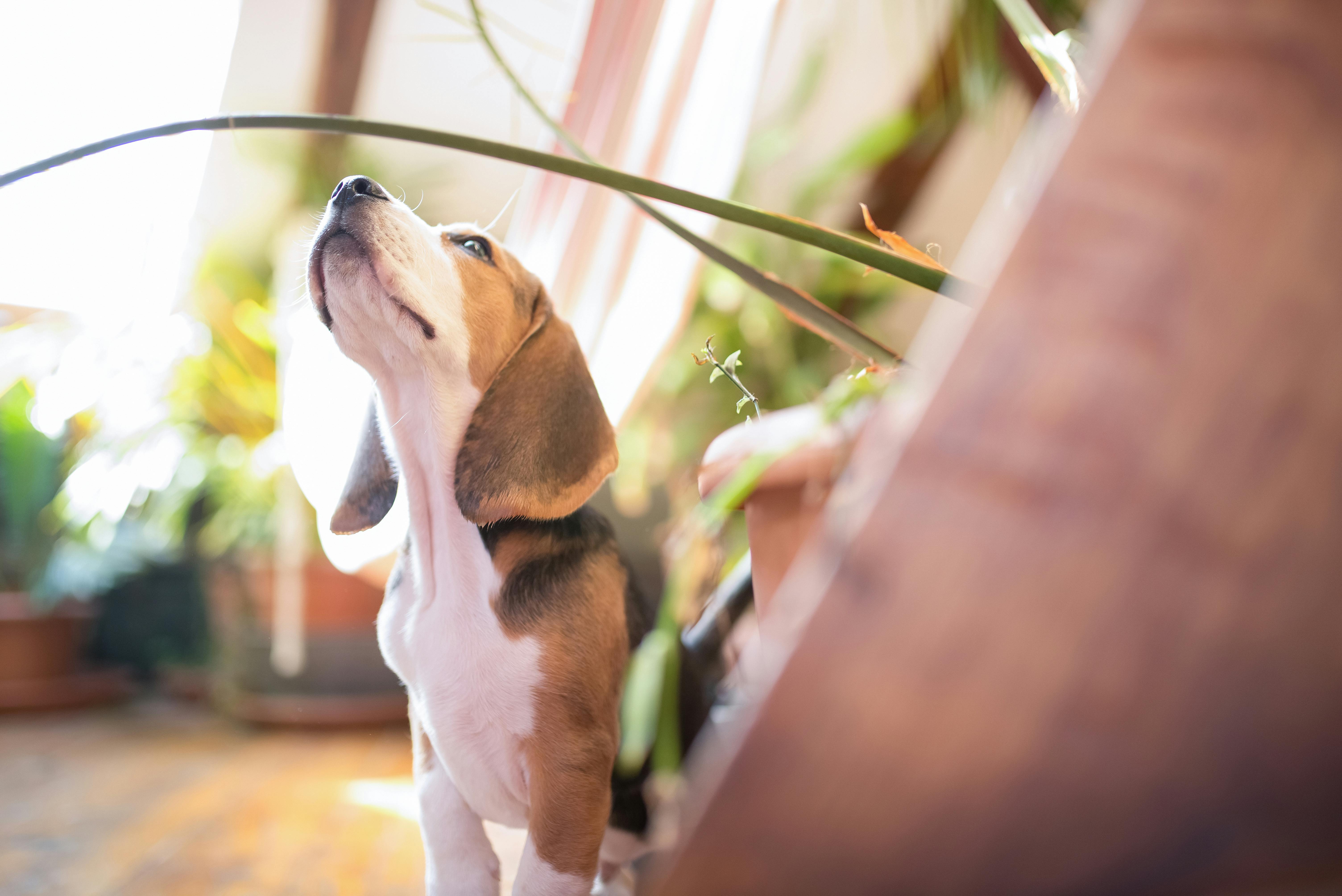 beagle-sitting