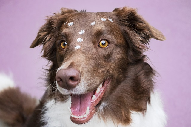 smiling-dog