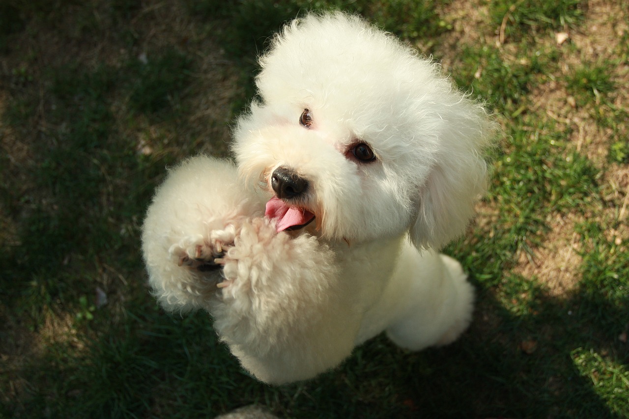 poodle-puppy