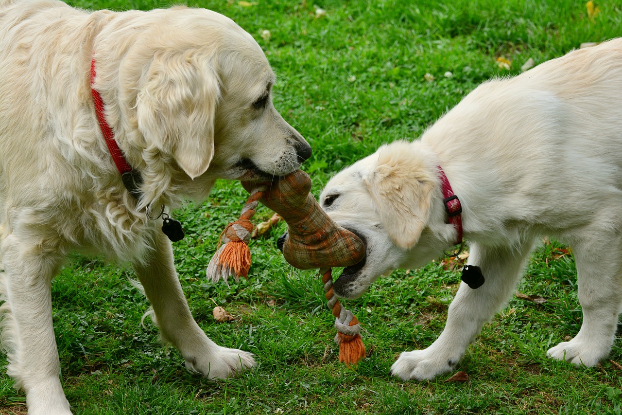 Most Common Health Conditions For Golden Retrievers
