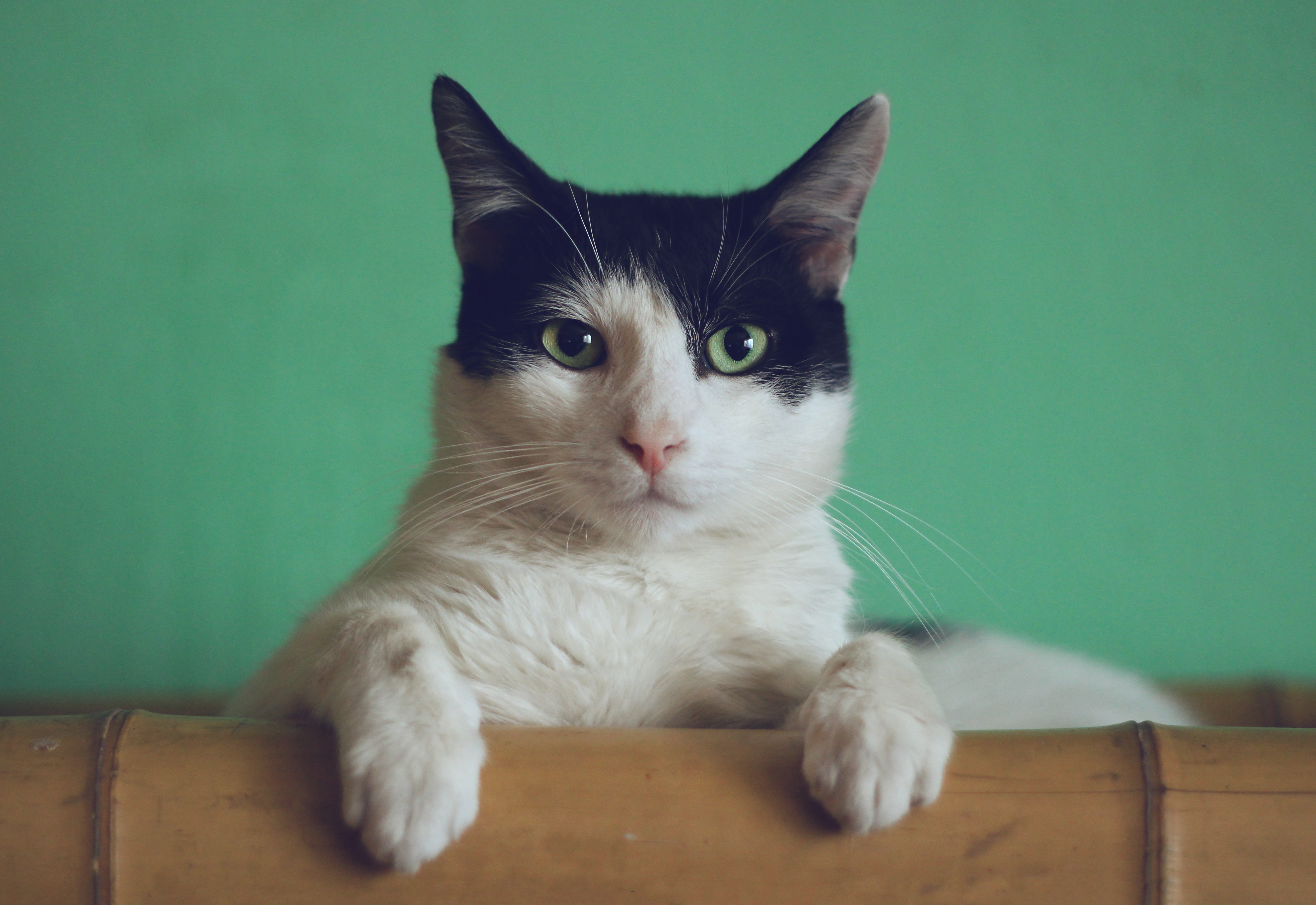 black-and-white-cat