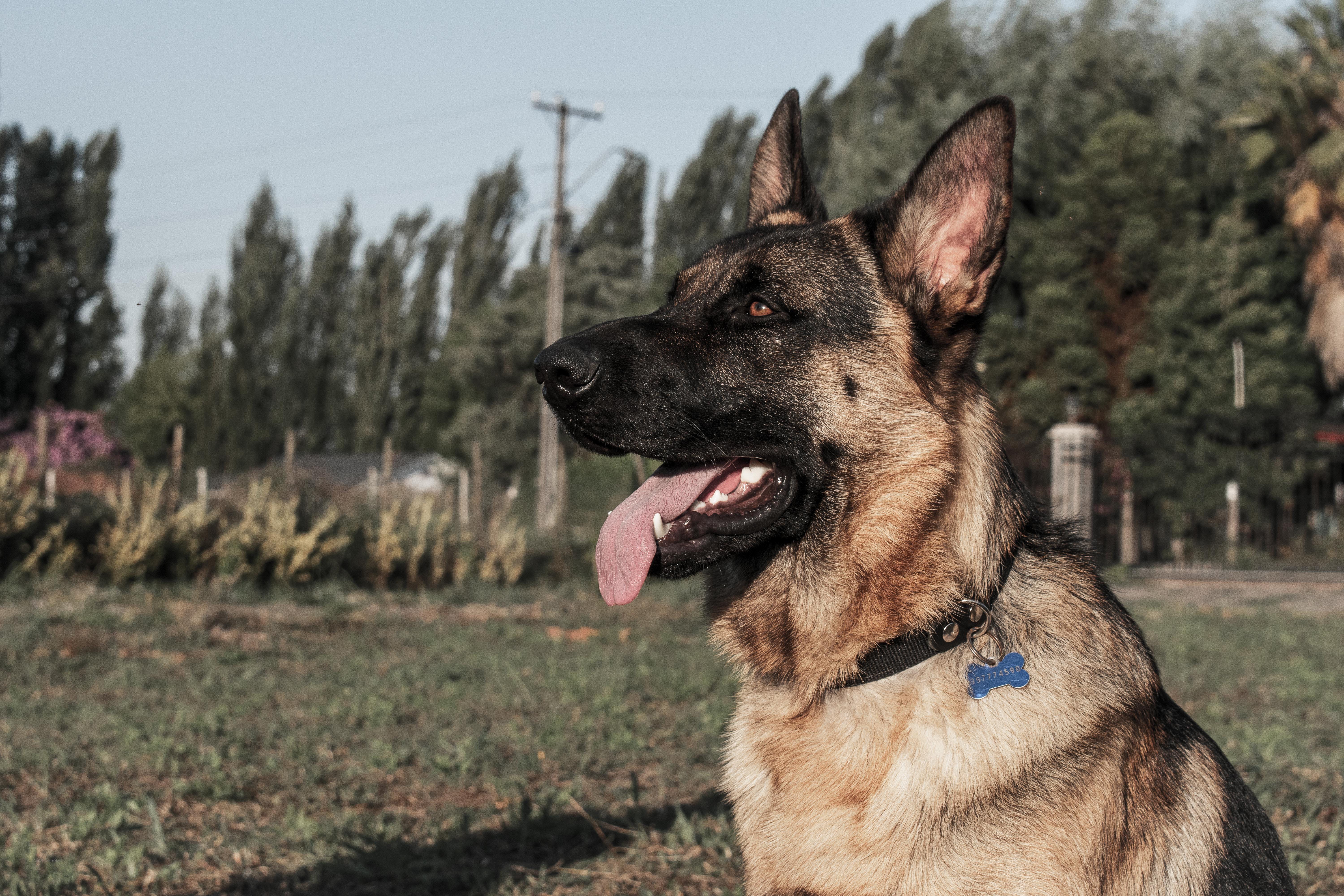 german-shepherd-sitting