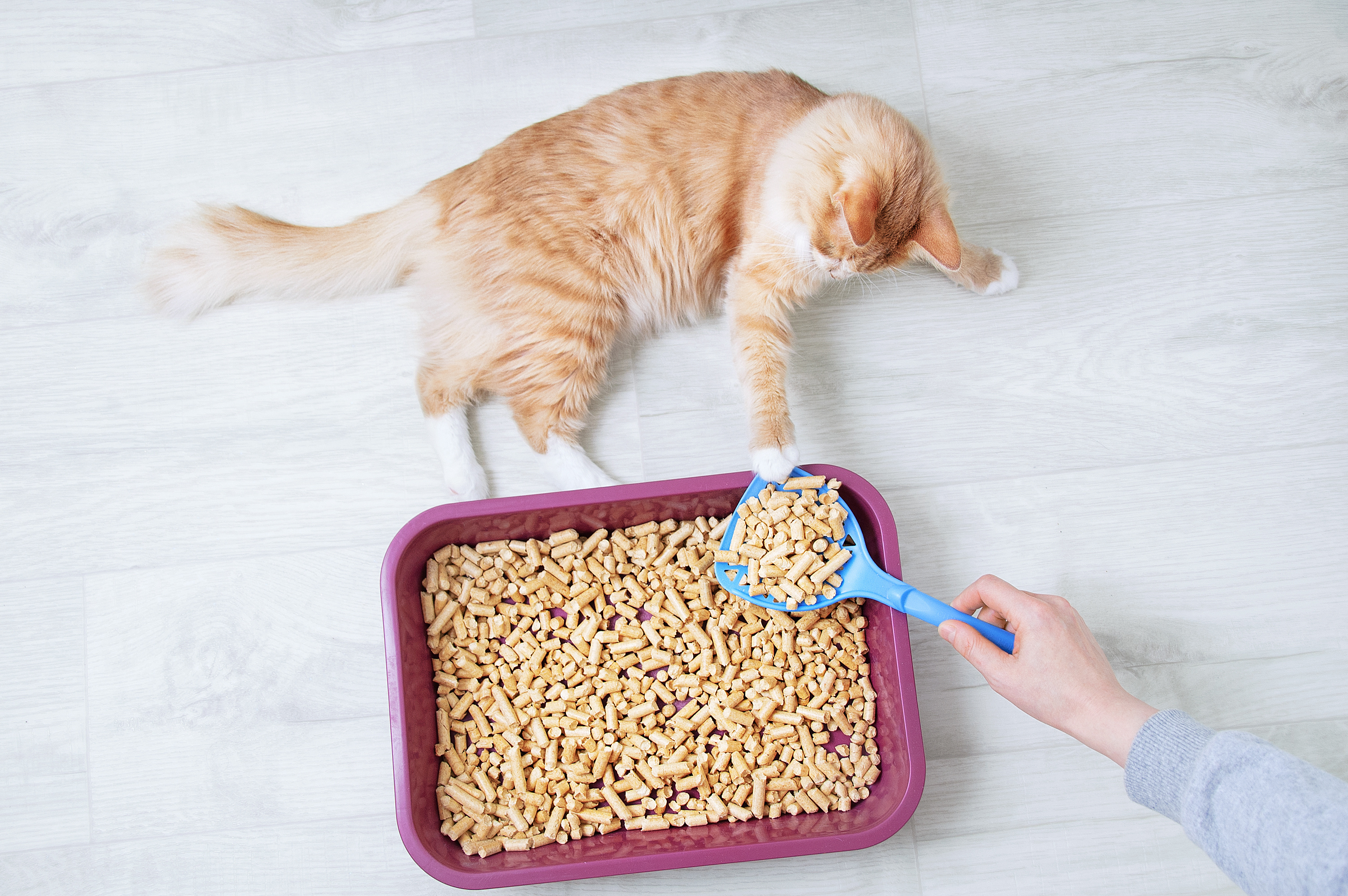 Litter Box 101: Tips for Keeping Your Cat's Bathroom Clean and Stress-Free