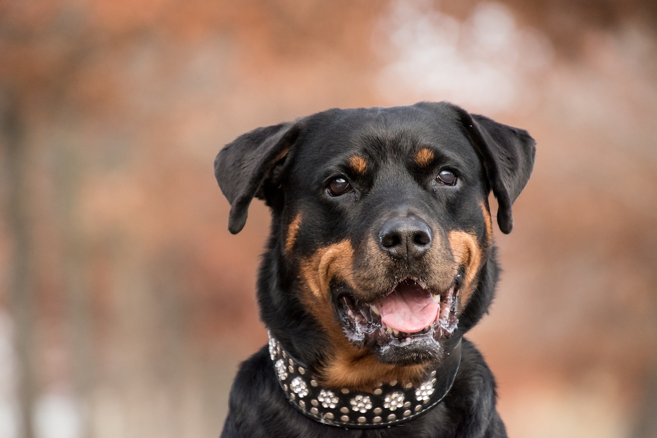 Pet Insurance For Rottweilers