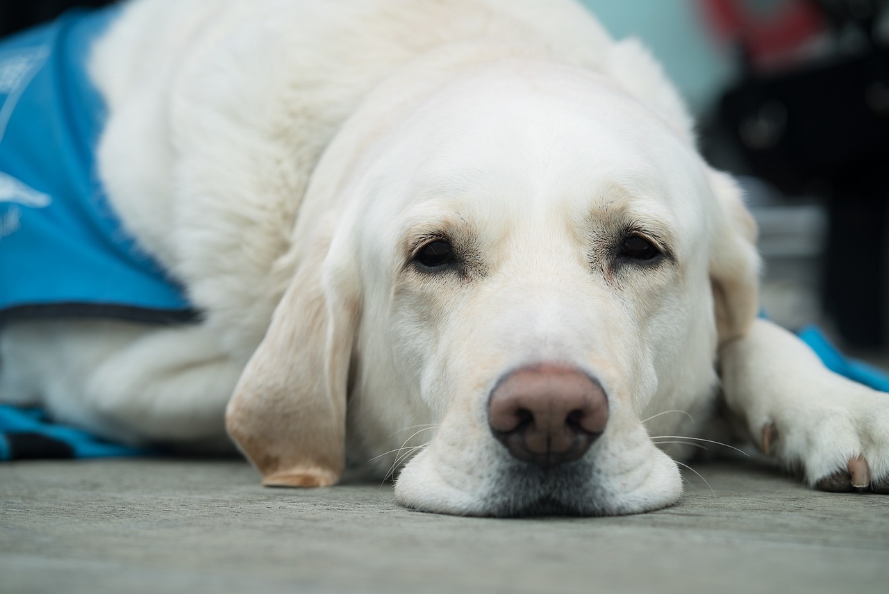 labrador-retriever