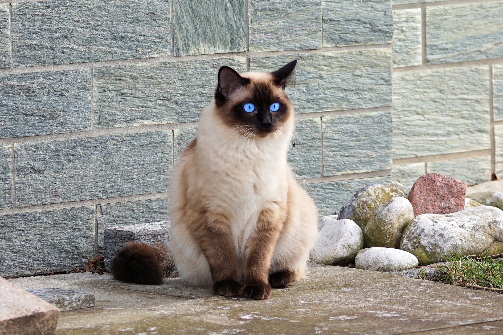 siamese-cat