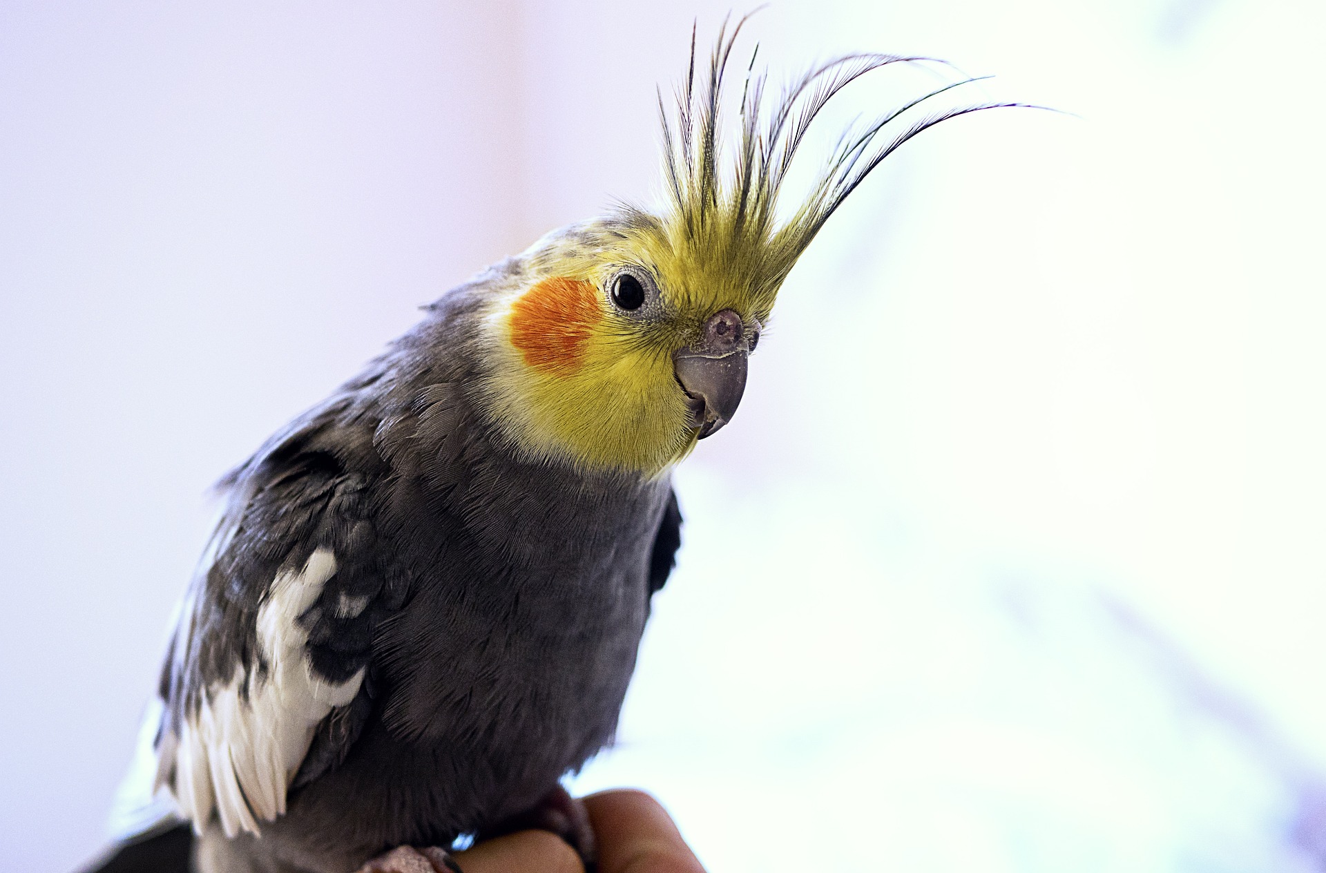 cockatiel