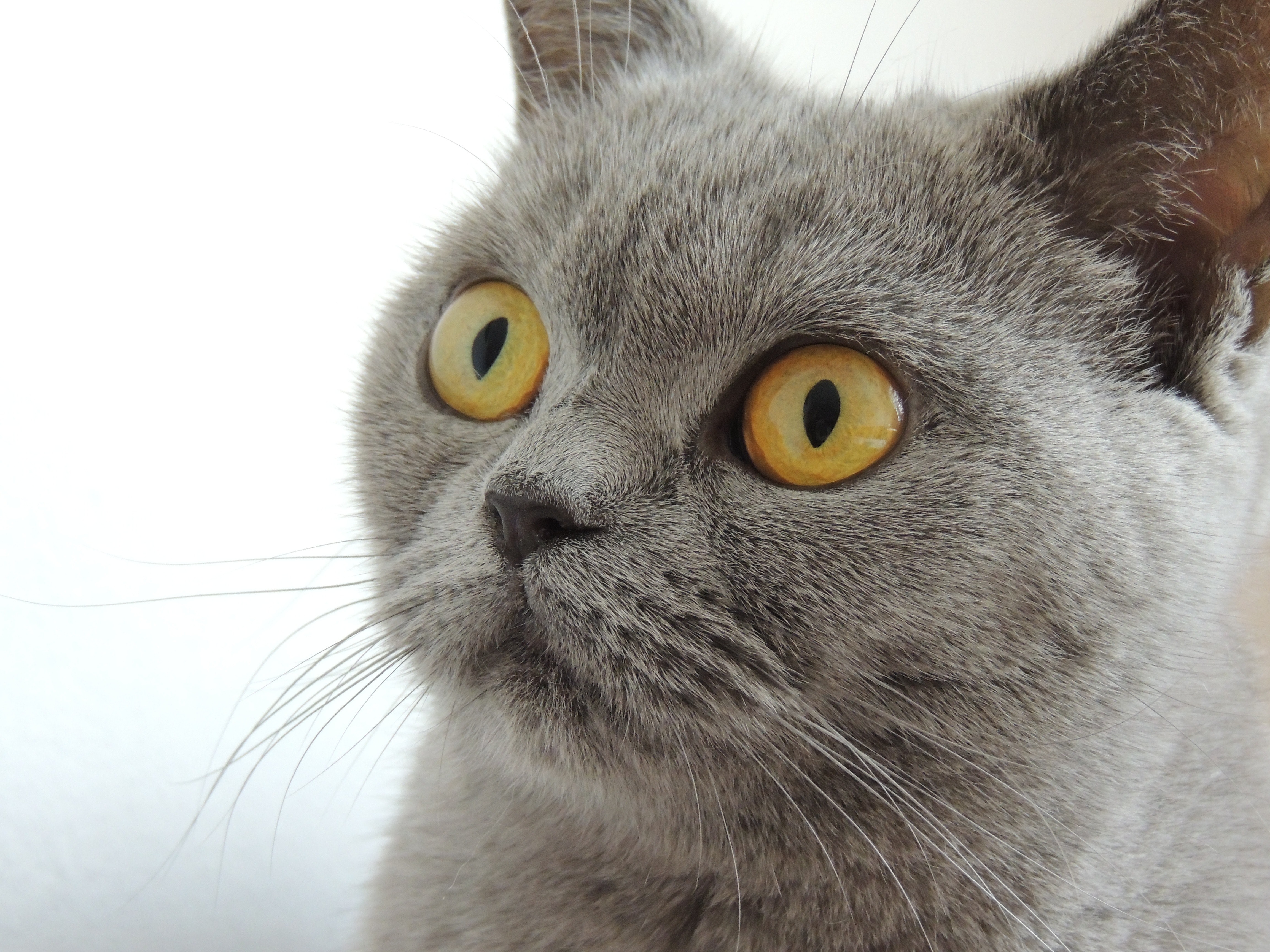 british-shorthair