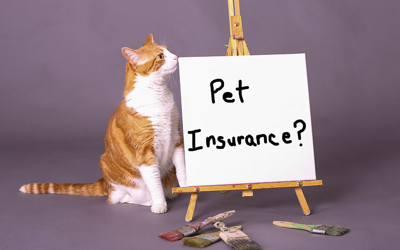 Here's Why You May Need Pet Insurance