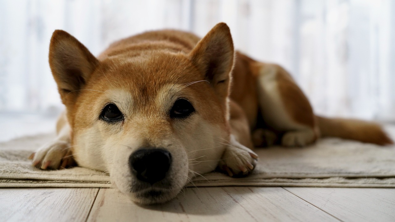 shiba-dog