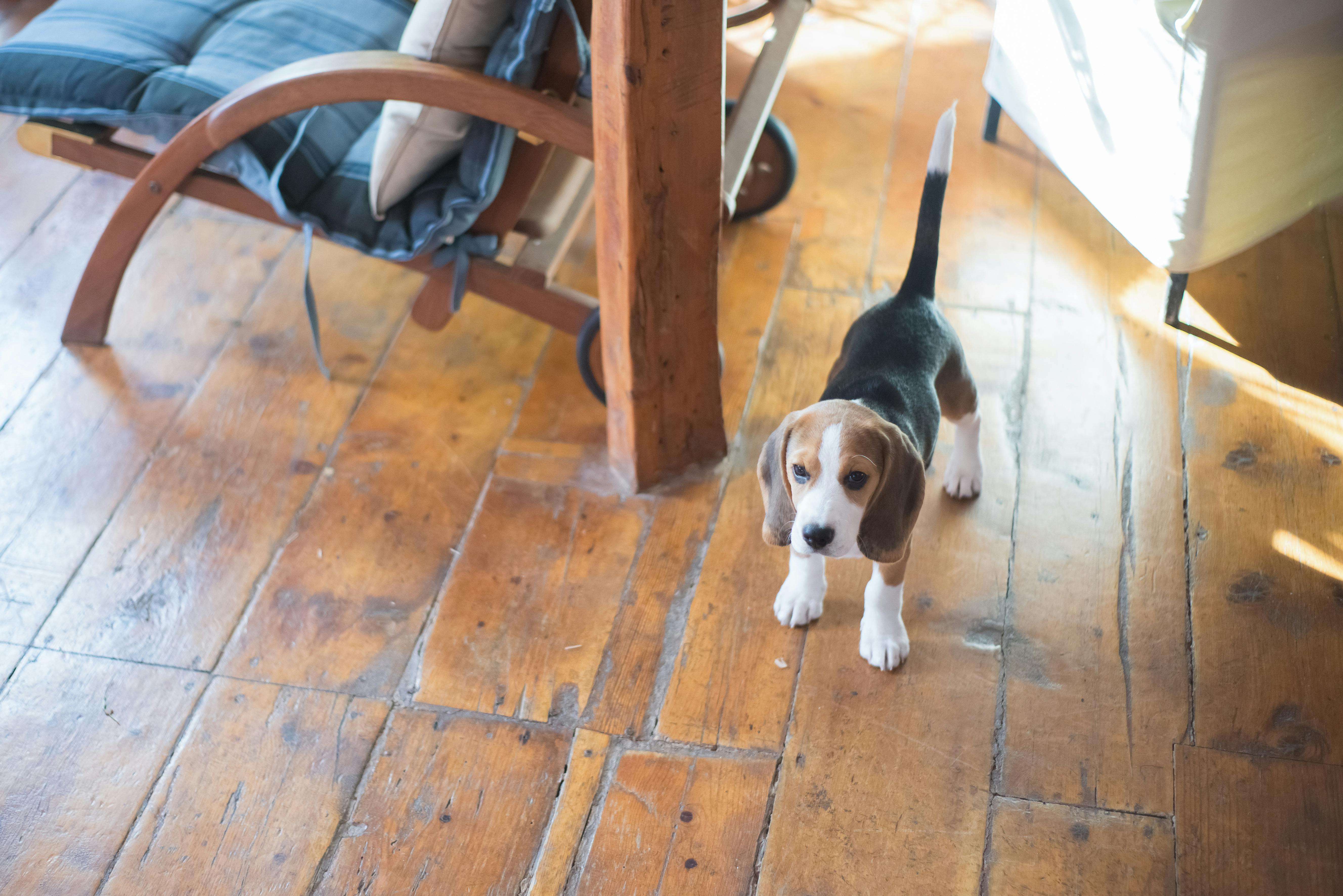 beagle-puppy