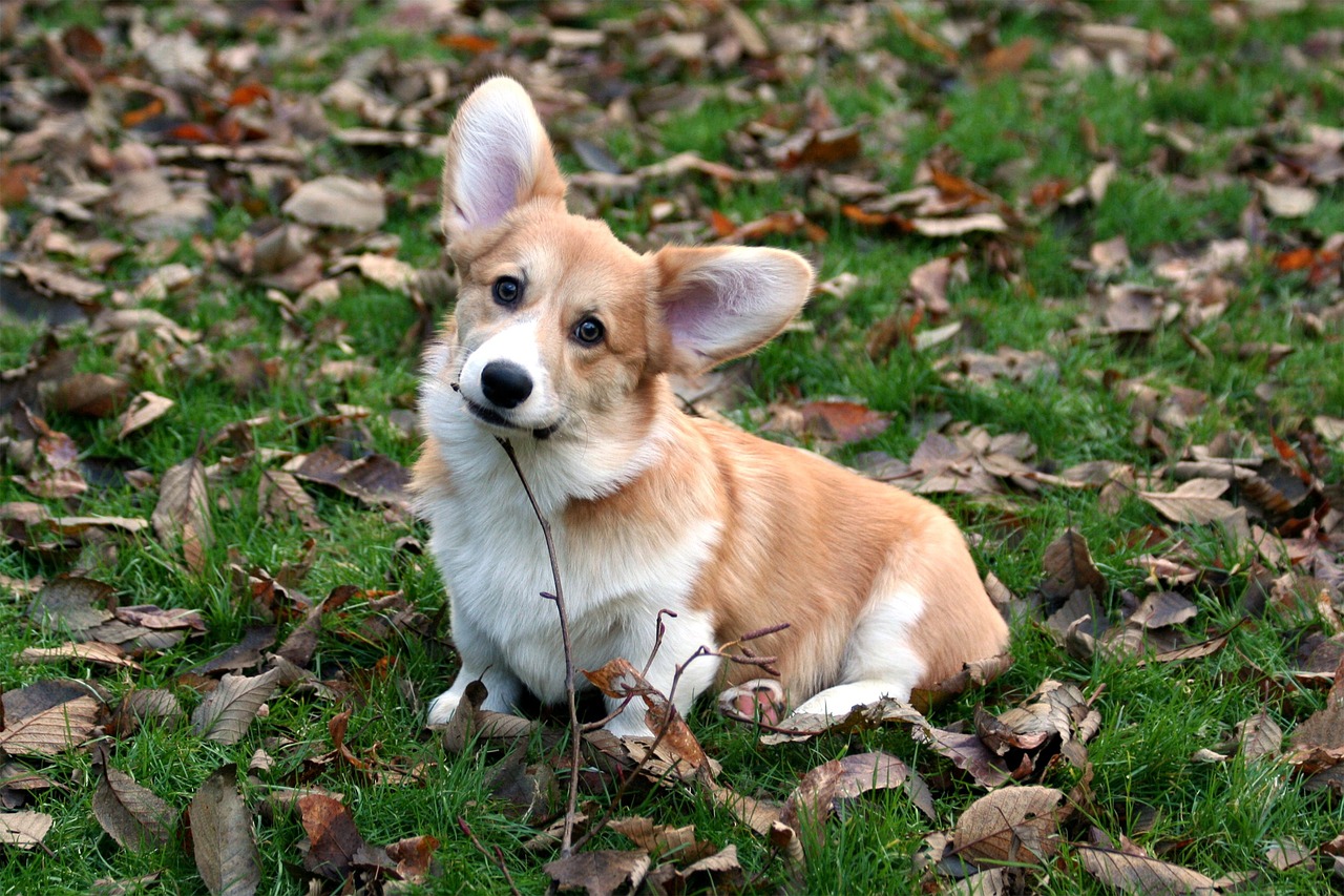 pembroke-corgi