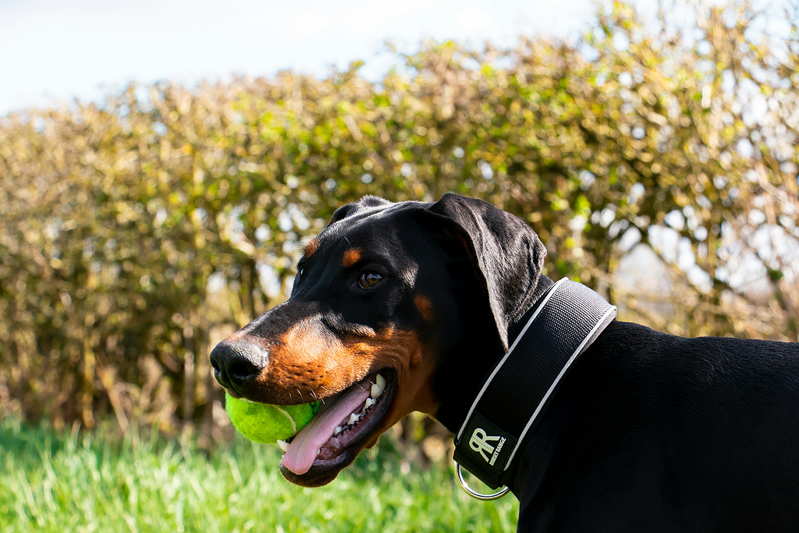 happy-doberman-ball