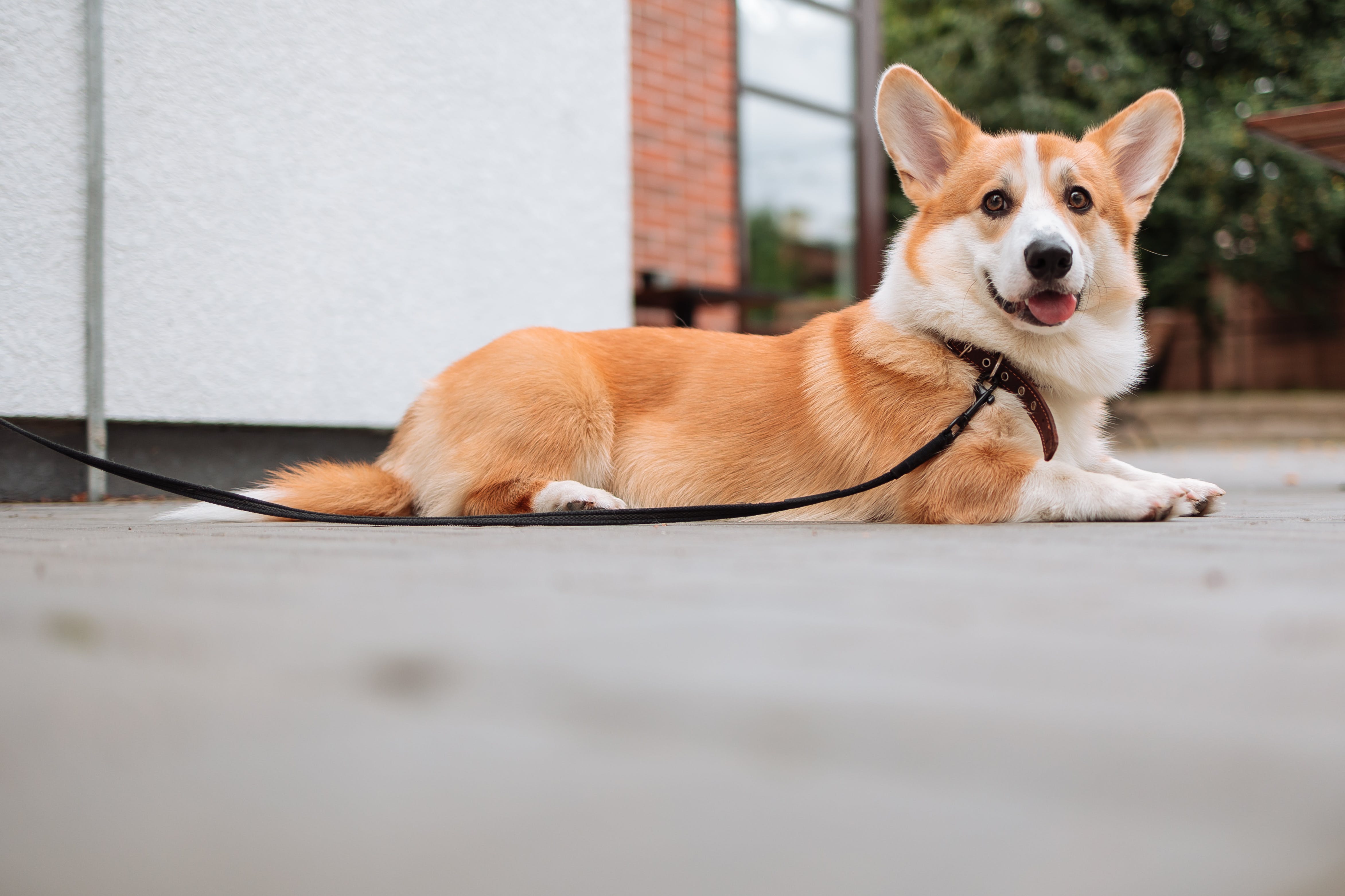 corgi-leash